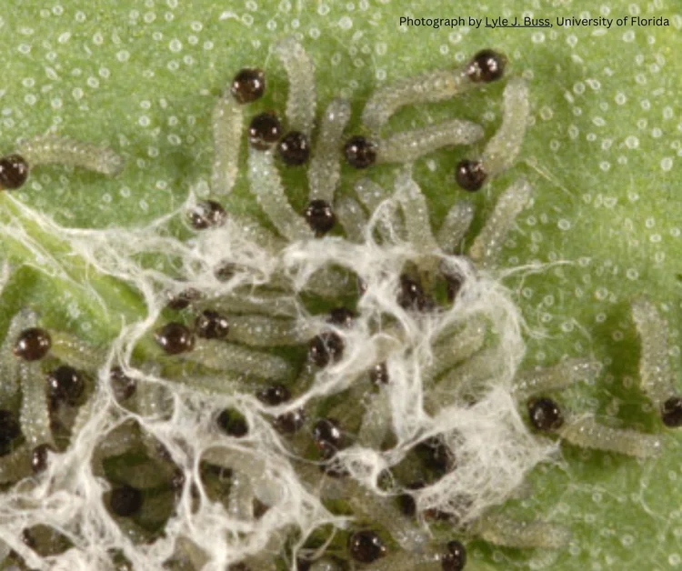 Army Worm Larvae.jpg