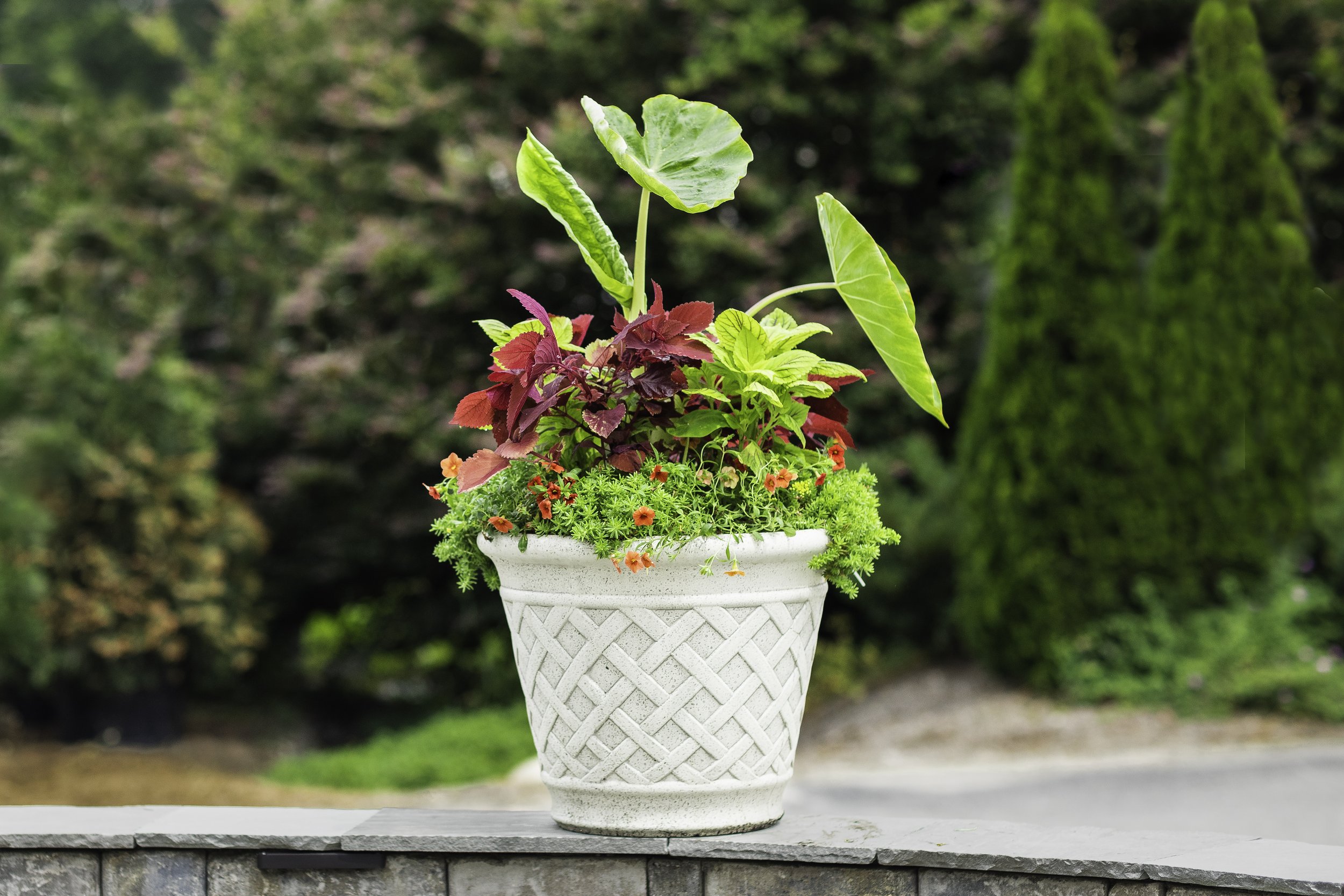 Spring container garden with thriller filler spiller plants at Cold Creek Nurseries Aiken SC