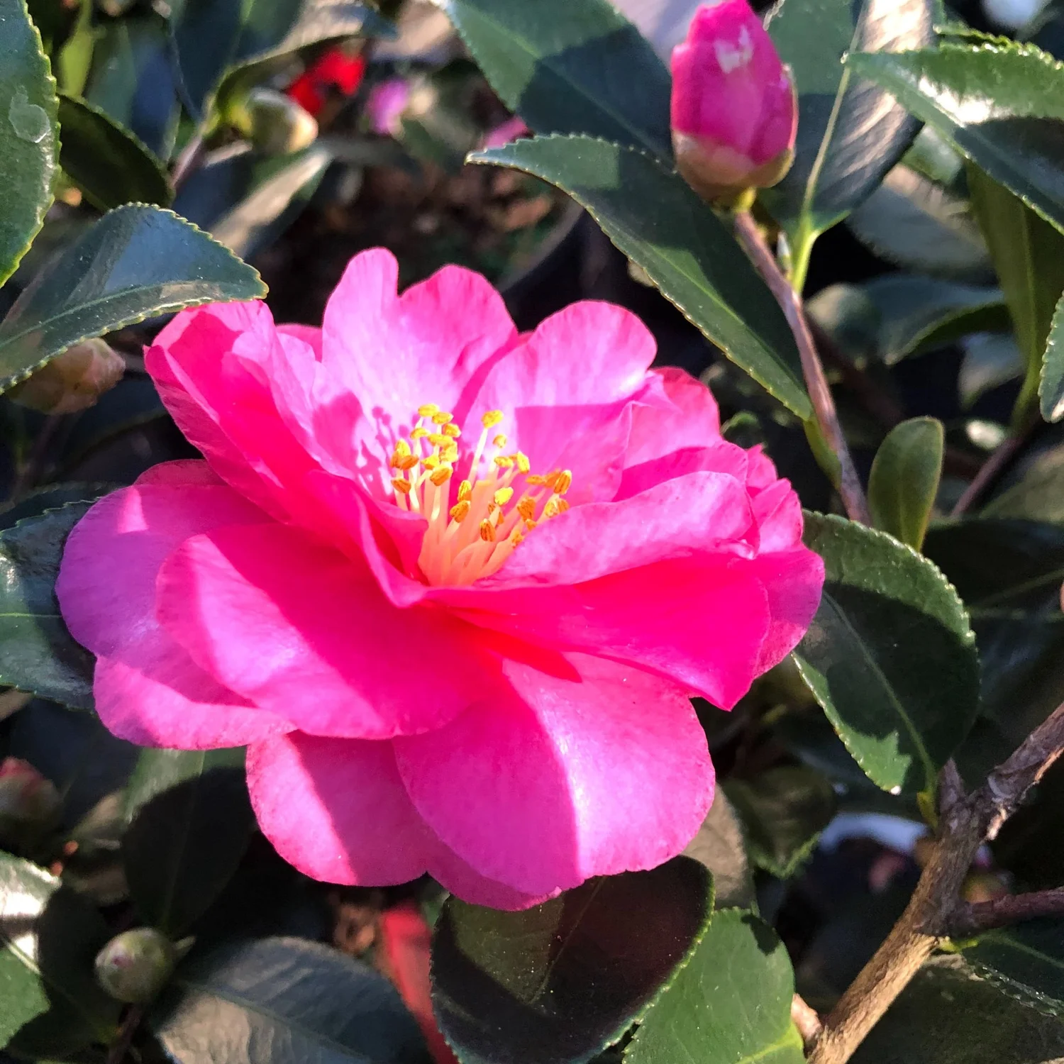 Camellia Sasanqua