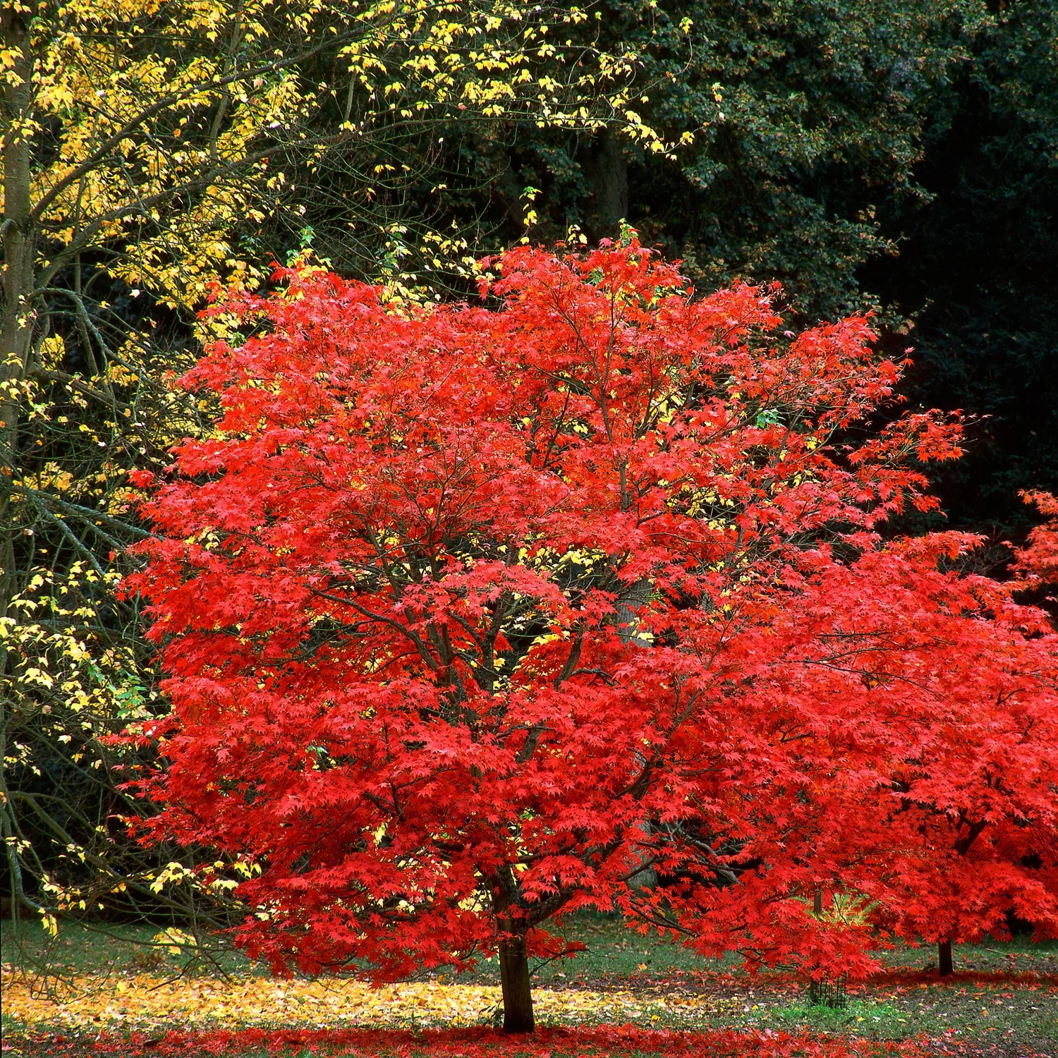 Japanese Maple