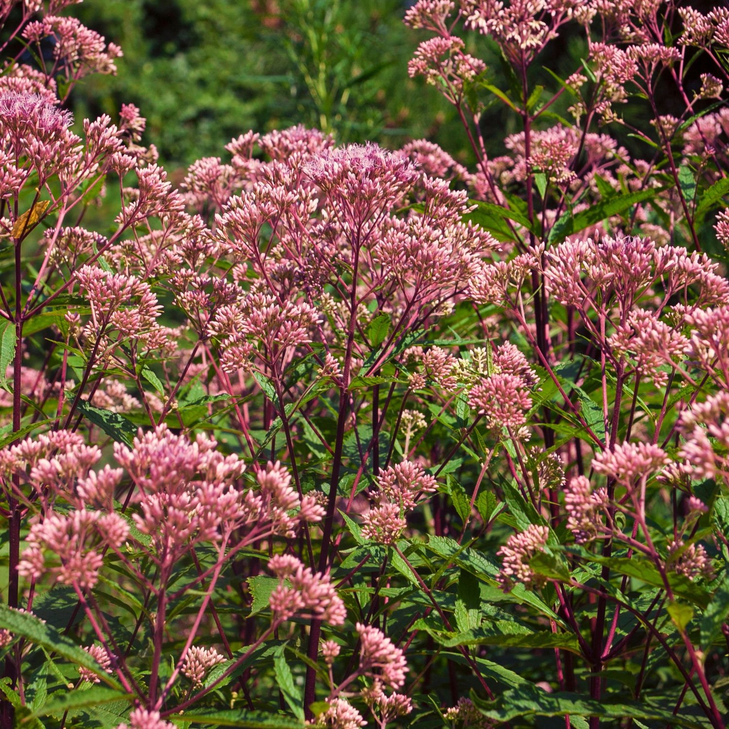 Joe Pye Weed