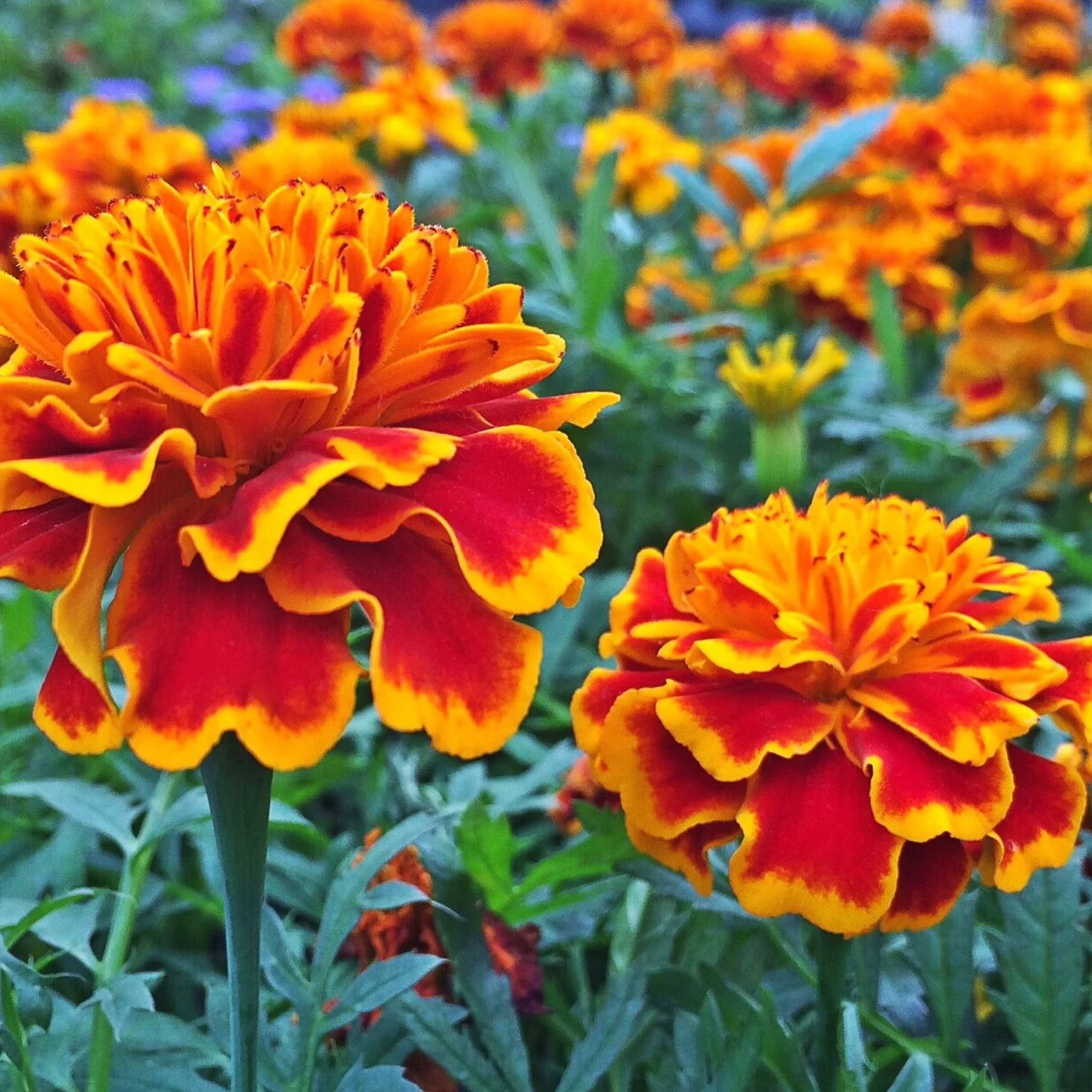 Marigold
