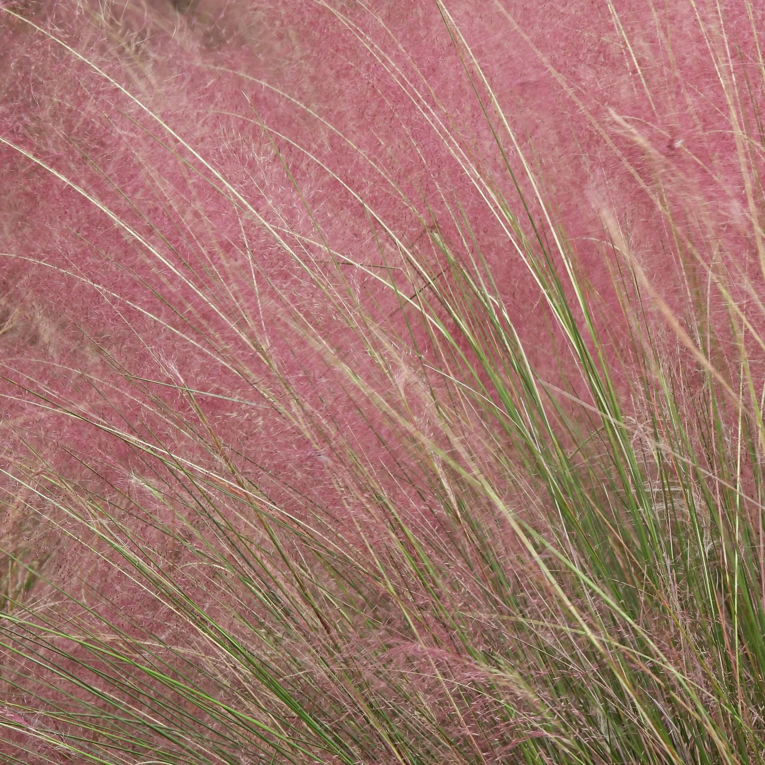 Muhly Grass