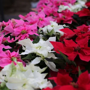 Poinsettias