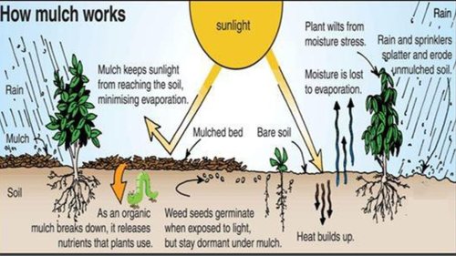 how mulch works.jpg
