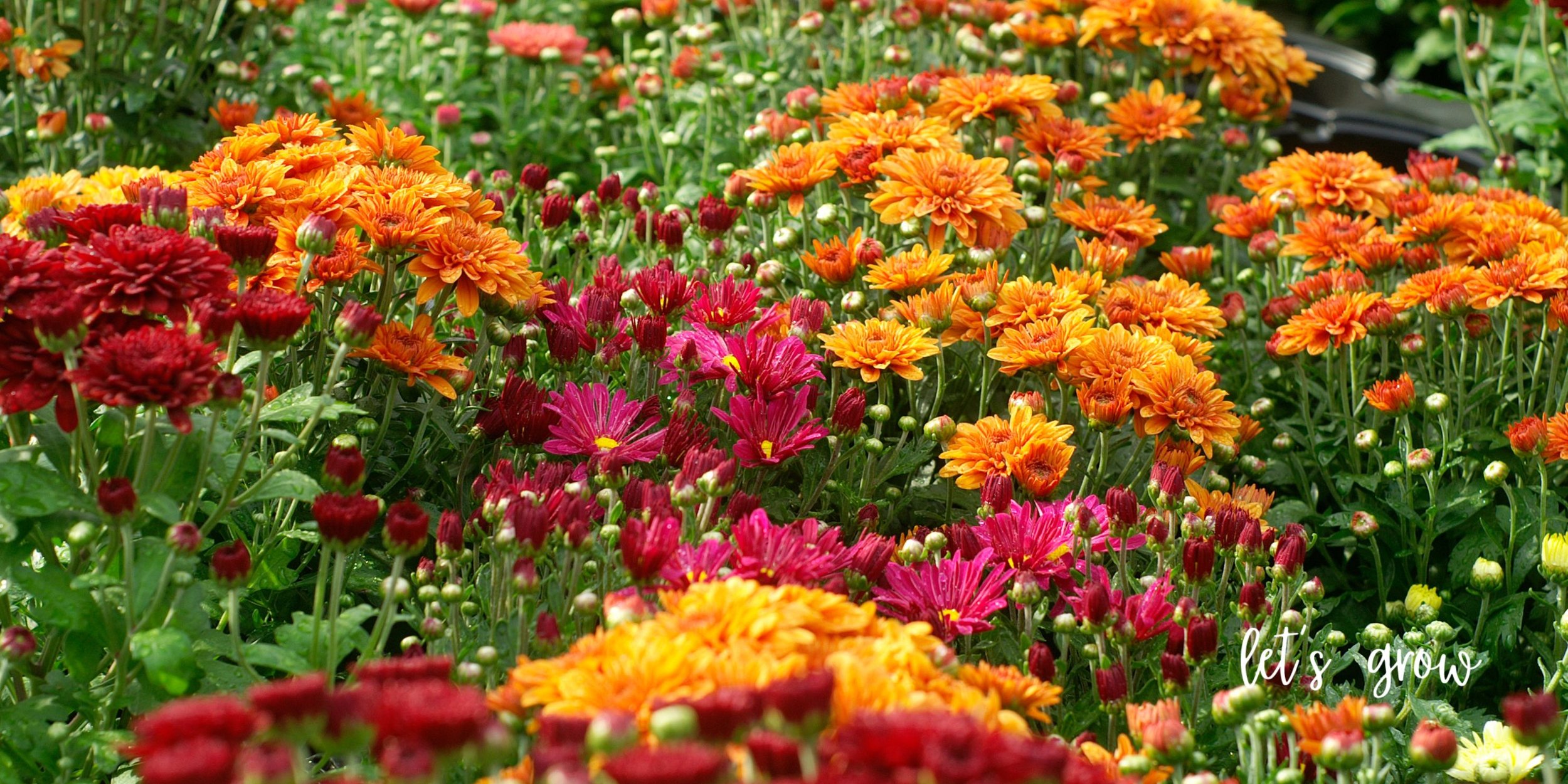 AIKEN Fall Color Container Workshop