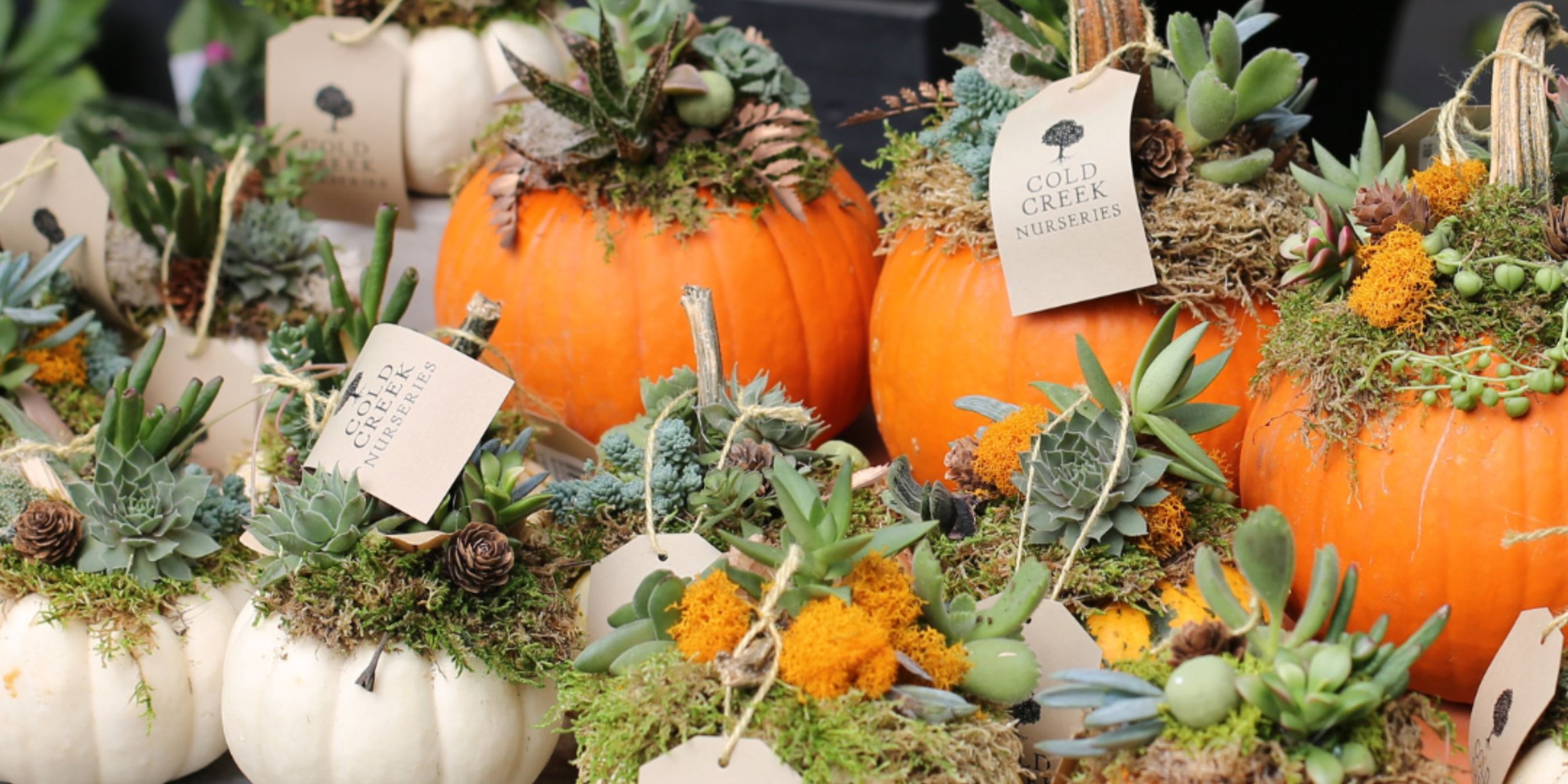 Pumpkin Succulent Workshop