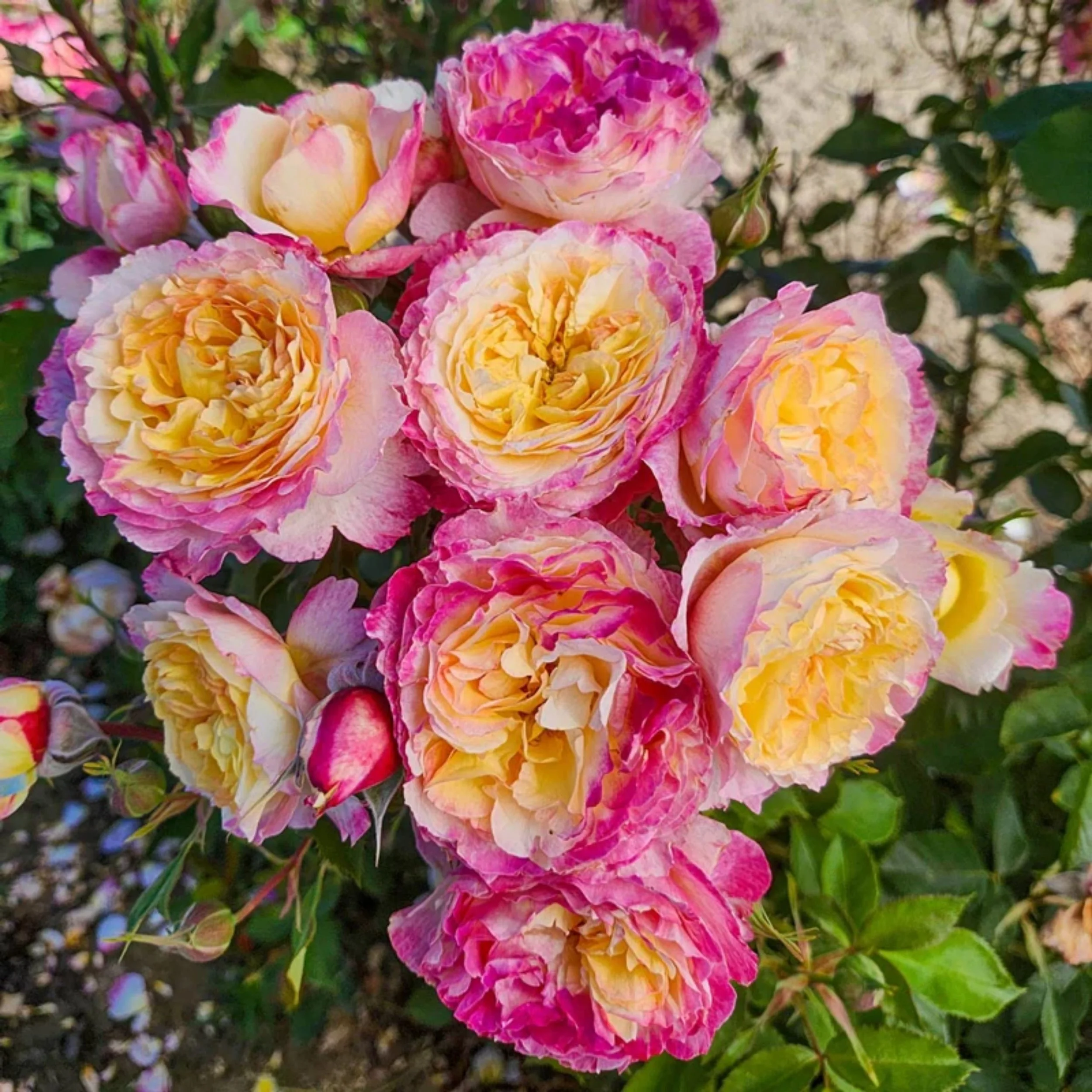 Living the Dream Grandiflora Rose Available at Cold Creek Nurseries