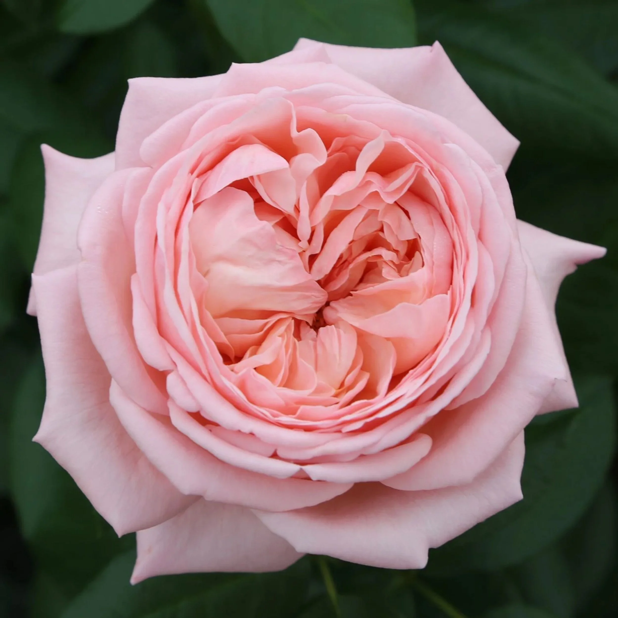 Martha Stewart Hybrid Tea Rose Available at Cold Creek Nurseries
