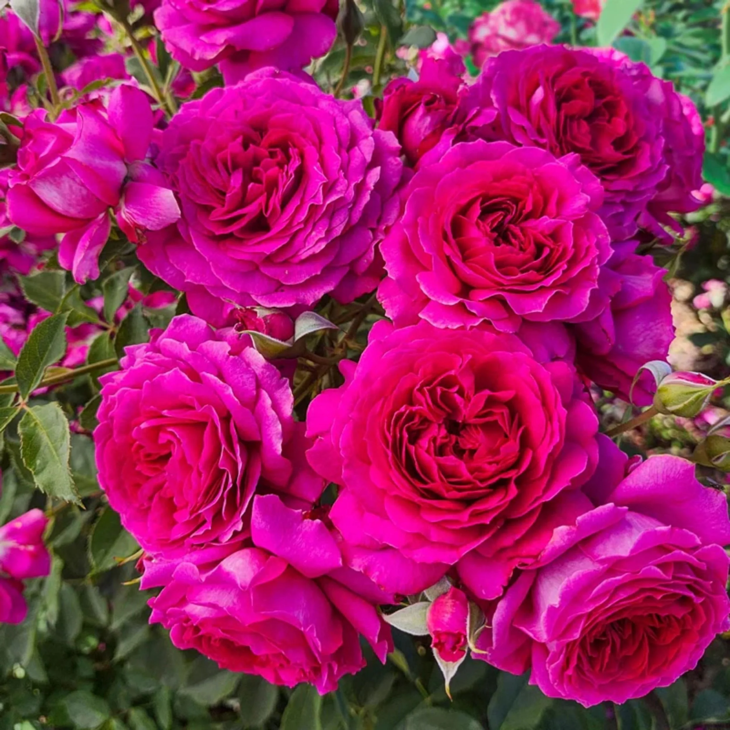 Light Years Away Floribunda Rose Available at Cold Creek Nurseries