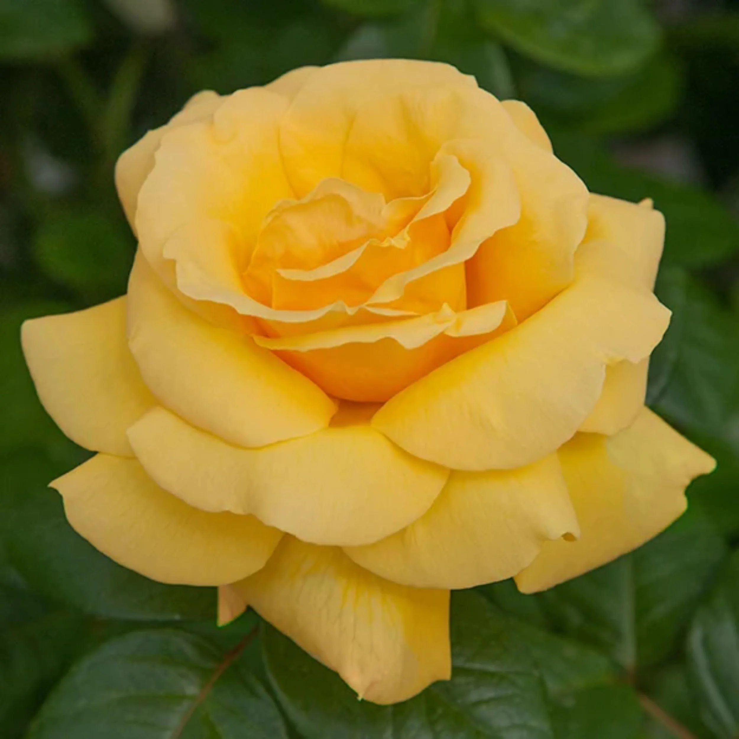 Michelangelo Hybrid Tea Rose Available at Cold Creek Nurseries