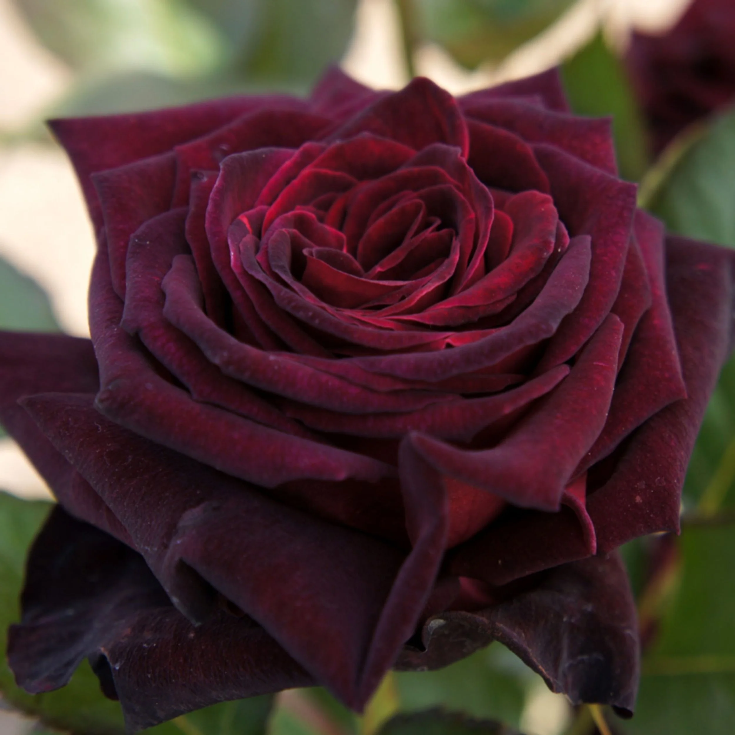 black baccara hybrid tea rose available at Cold Creek Nurseries