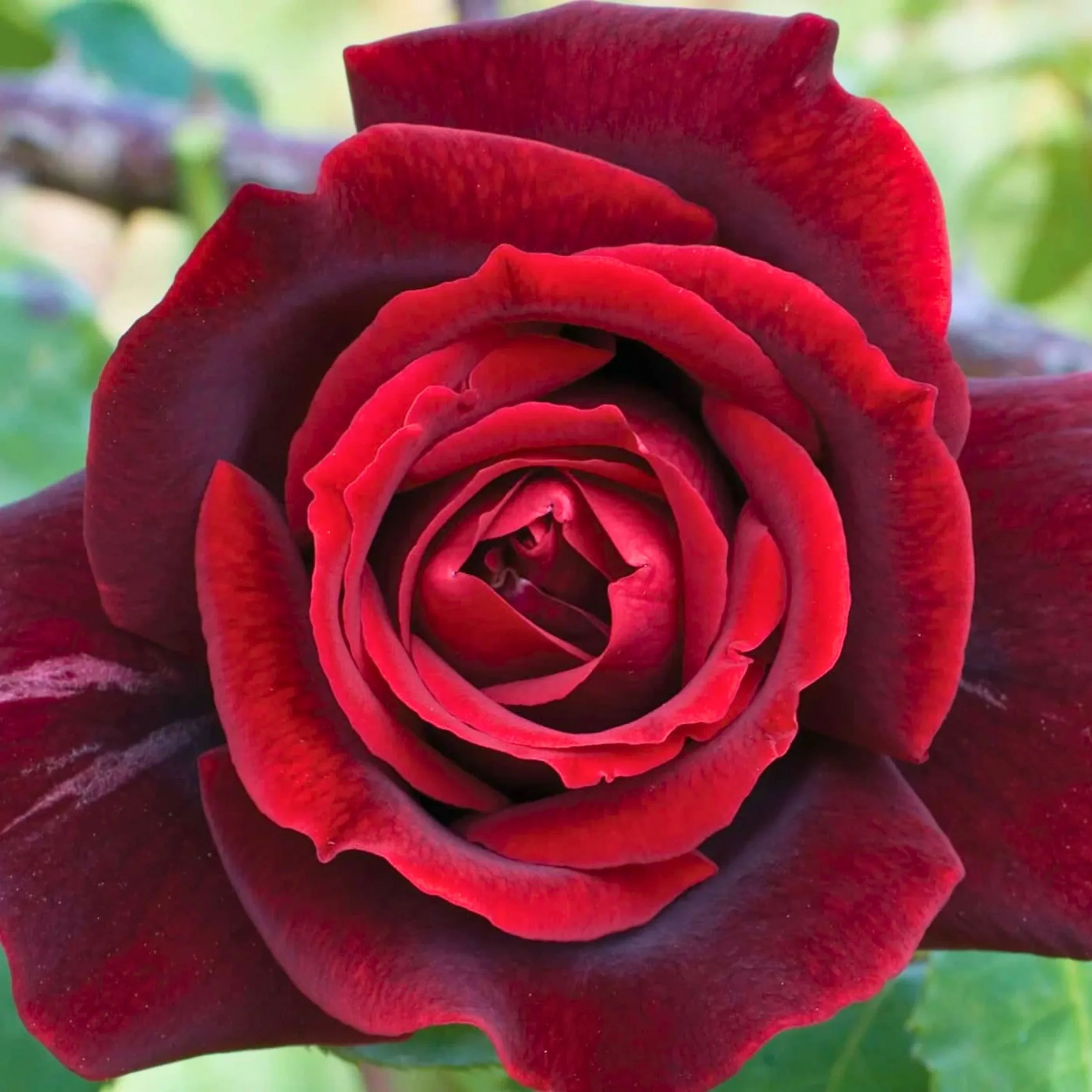 Papa Meilland Hybrid Tea Rose Available at Cold Creek Nurseries