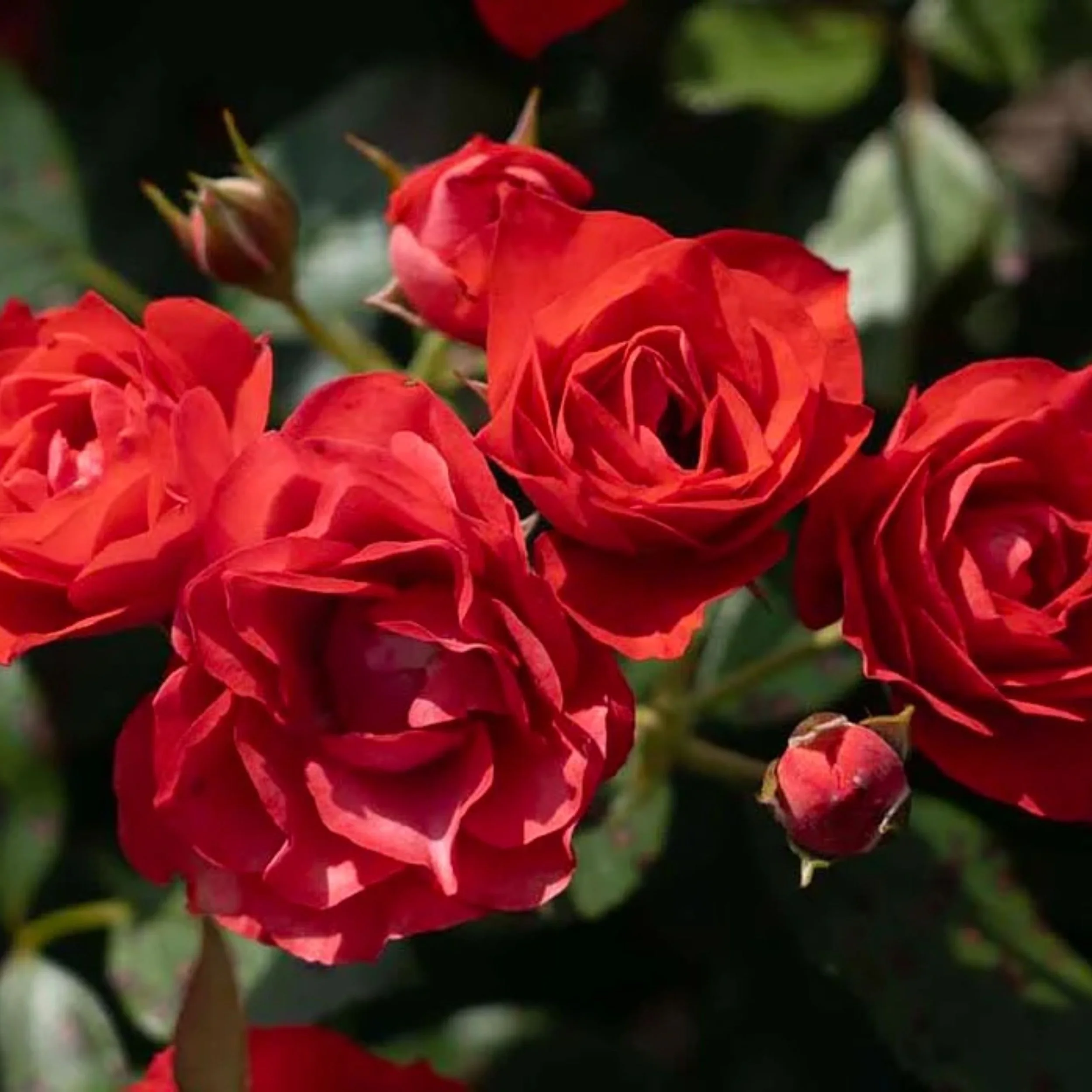 Brick House Orange Floribunda Rose Available at Cold Creek Nurseries