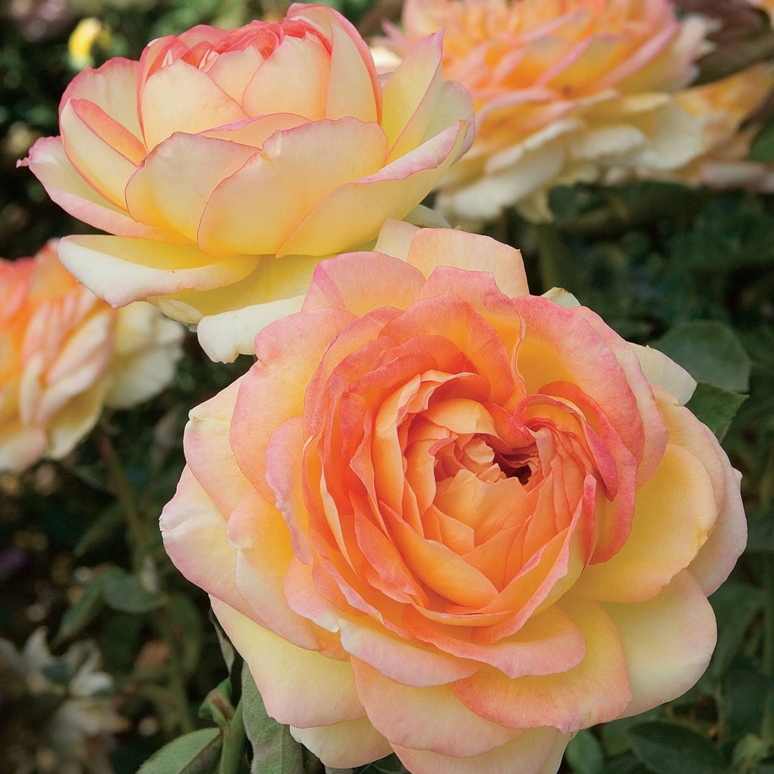 Centennial Star Hybrid Tea Rose Available at Cold Creek Nurseries