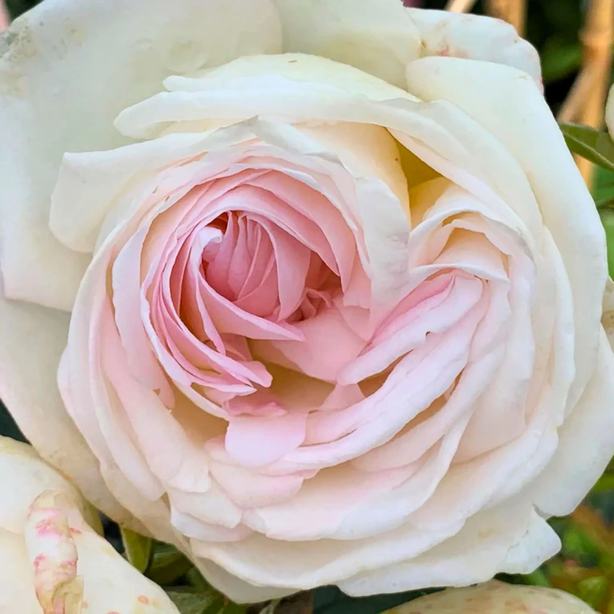 Top Cream Hybrid Tea Rose Available at Cold Creek Nurseries