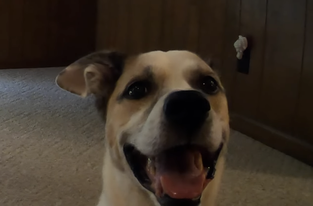 The Dog Training Field Is Currently Divided Into Two Groups - Only One is Humane