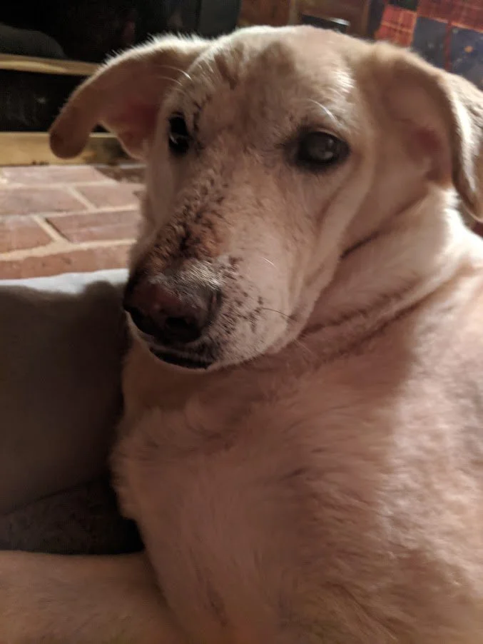 Punishing Dogs Does Not Lead to Faster Results Than Reward Training