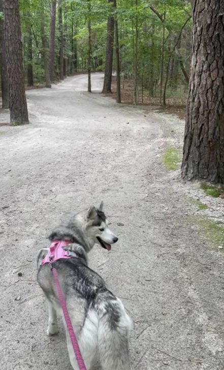 Collars Are Not Safe for Dogs
