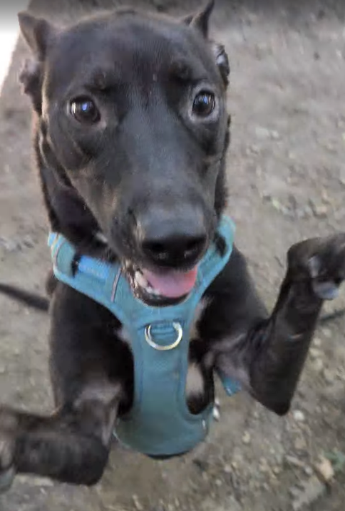 Dog Training Methods and Myths