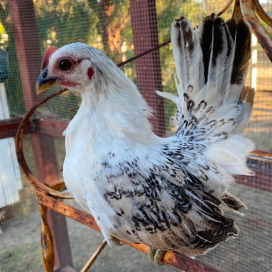 Purebred Smooth Serama Pullets available now on the marketplace! Contact the breeder @the_serama_farm on @roobeez.app to add these beautiful birds to your flock!📍 Located in Murrieta, CA