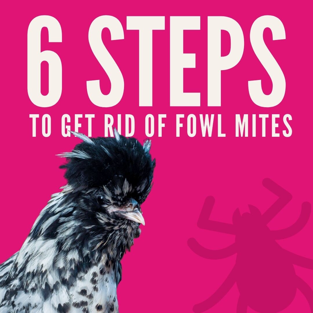 With summer comes the dreaded poultry mite season 🕷️ Follow these 6 steps to get rid of fowl mites to eradicate the icky blood-sucking parasites.

1. Check roost bars &amp; birds at night with a flashlight &mdash; they are easiest to see at this tim