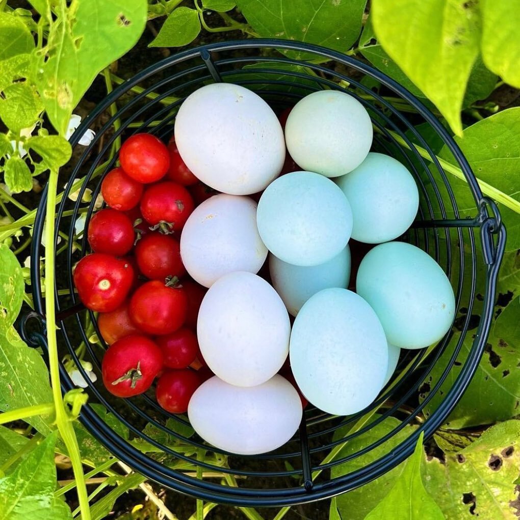 Nothing beats a patriotic egg basket! Happy Independence Day! 🇺🇸

📸 credit: @sunnywillowfarm @mccallumjared