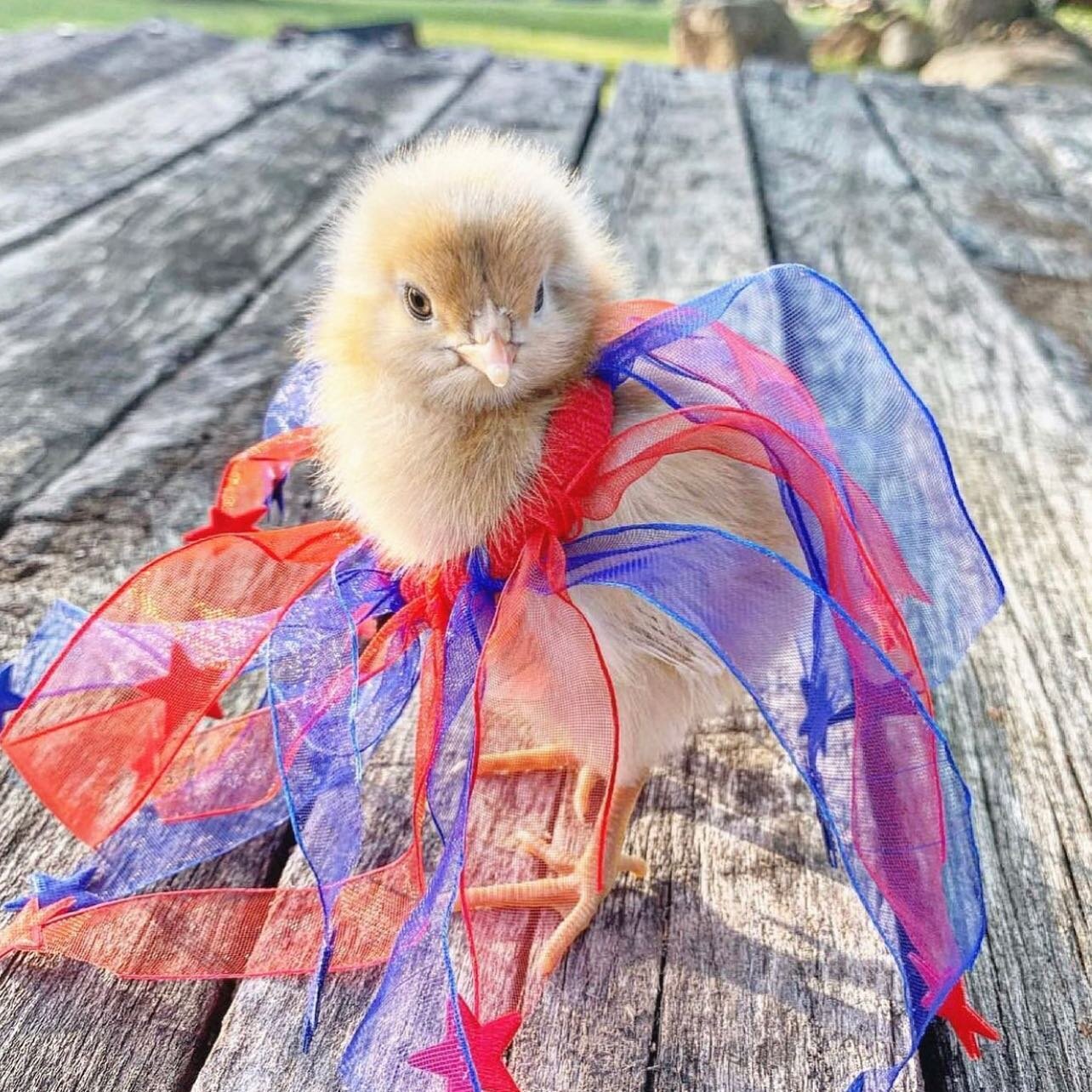 We were seriously egg-cited to see so many patriotic chicks enjoying the 4th of July! How is your flock celebrating? 🇺🇸

📸 credit: tutu chick @bobbijeanratliff ; bunting flag chick: @carolinekomarsteiner