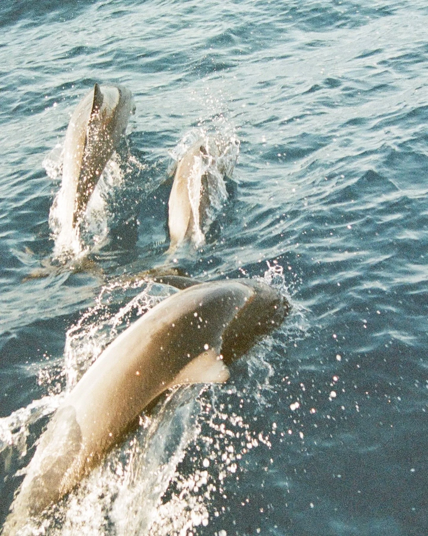 Oh to be a dolphin swimming in the Pacific 🥲🩵Craving some sun and salt today. #35mm