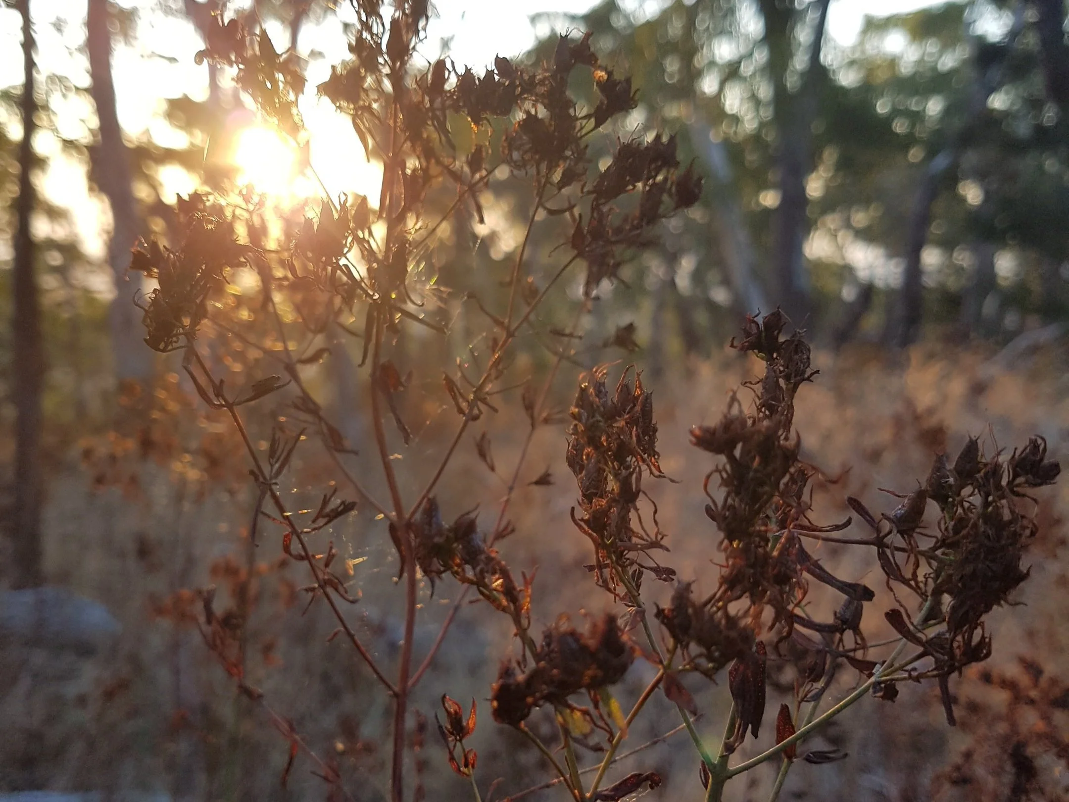 corporate-life-reclaim-nature-sound-healing-workplace-recover-burnout-culture-stress-antidote-melbourne