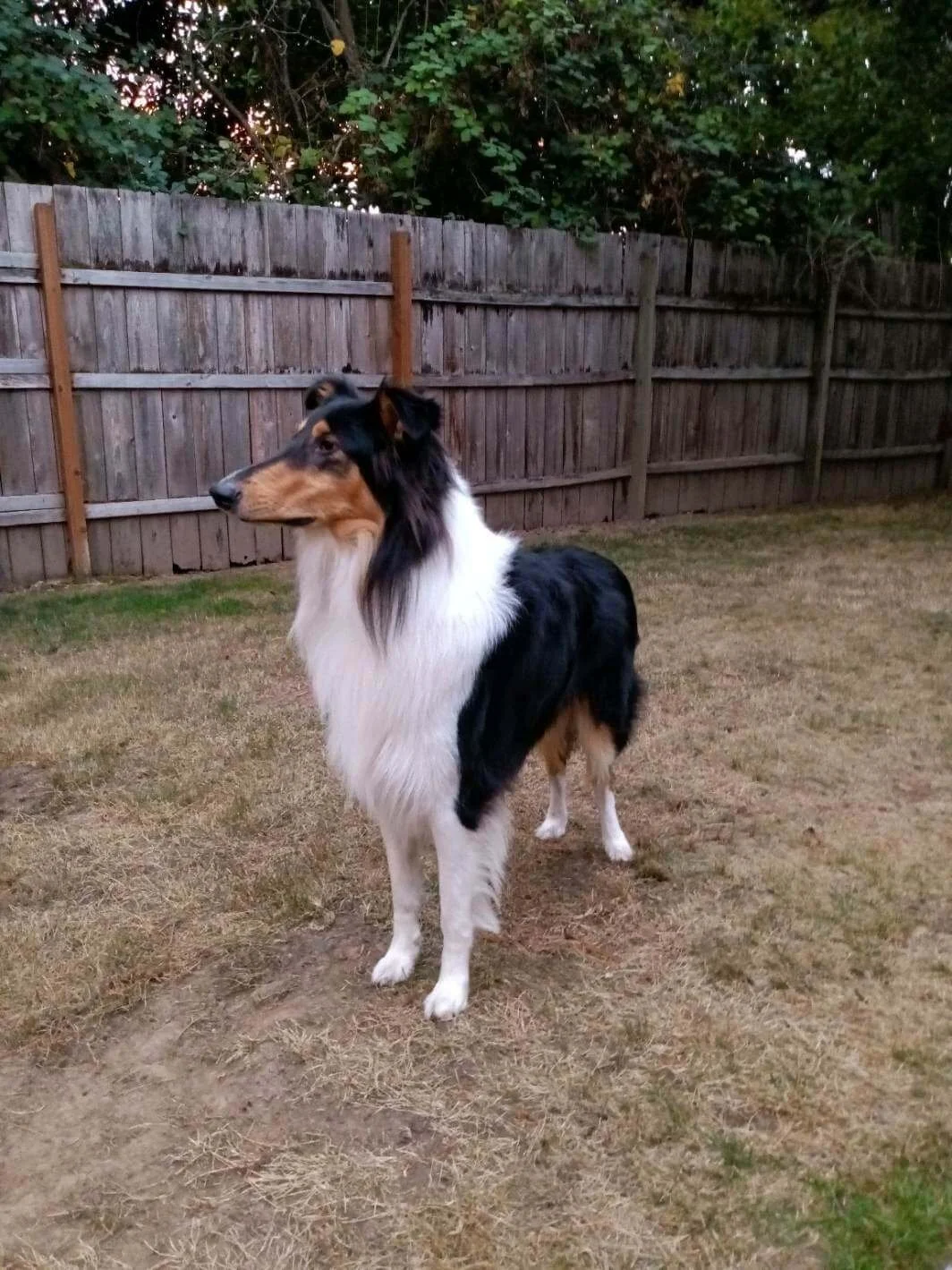 Rough Collies 101 Doggy Haven LLC