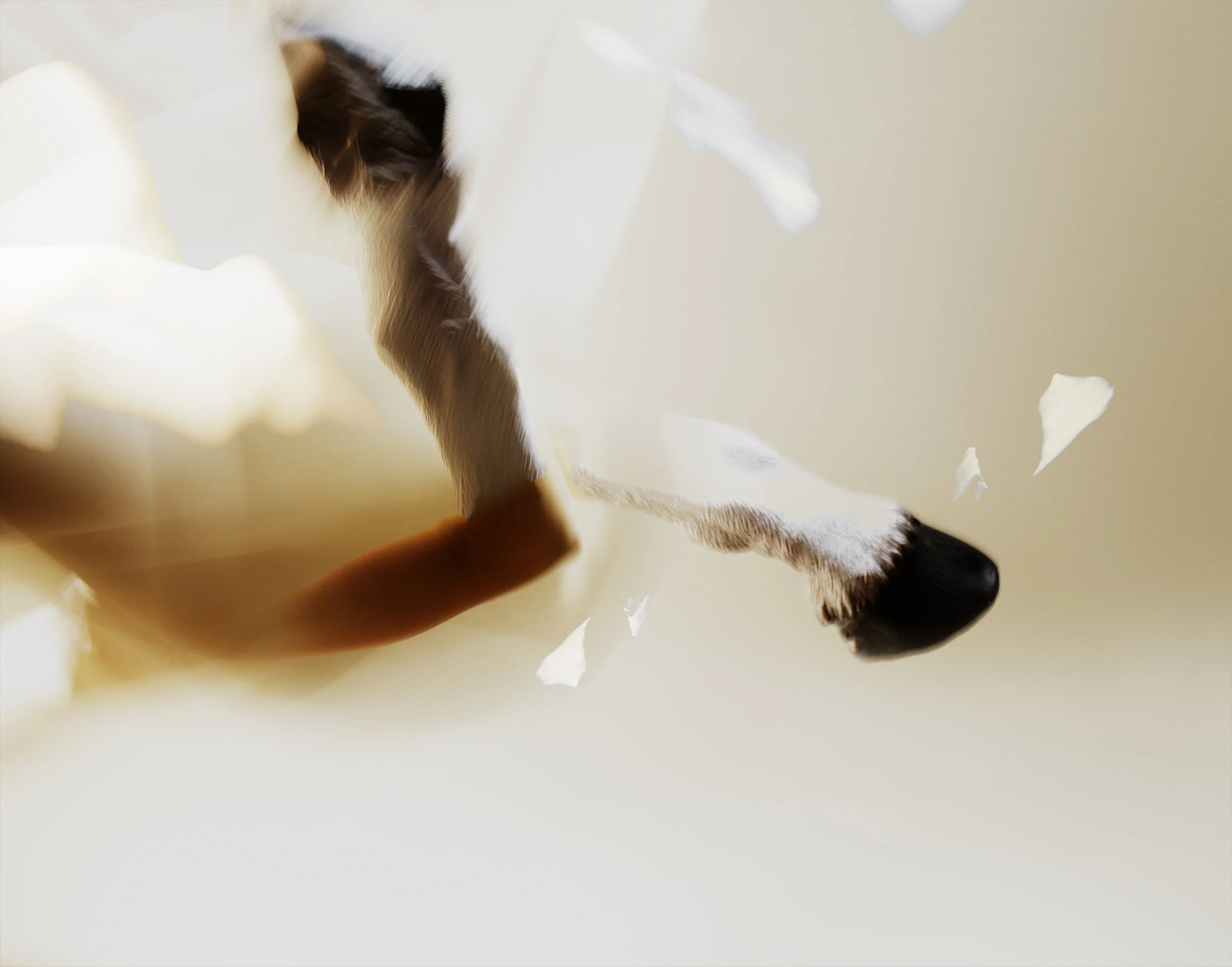 Hippocrène (2021), 21 x 17  in., metallic print