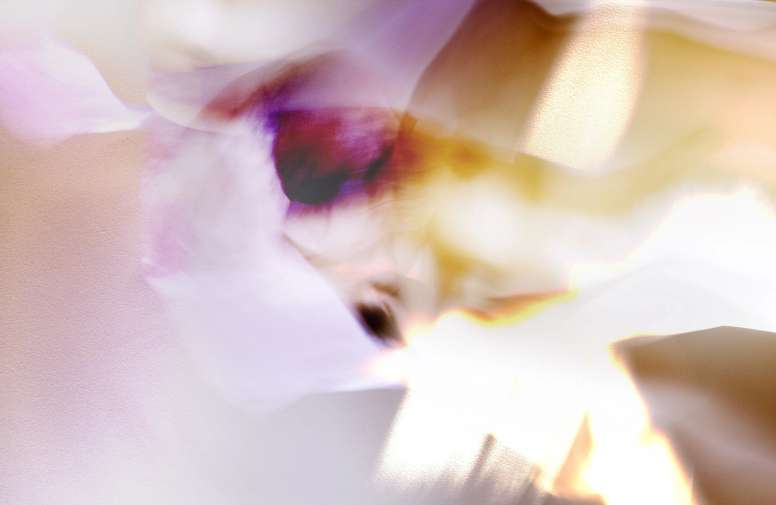 FLORE (2021), 17 x 21 in., mat print