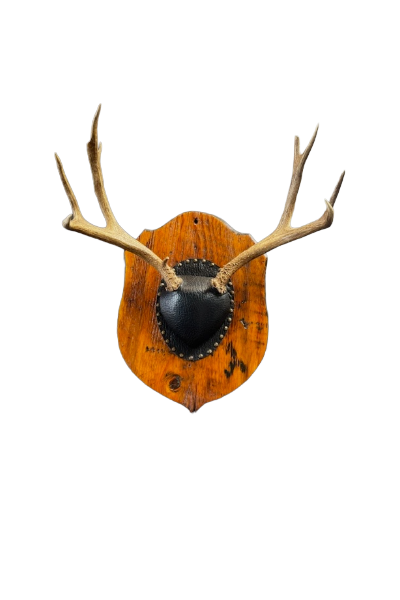 Remove background project-1841.png