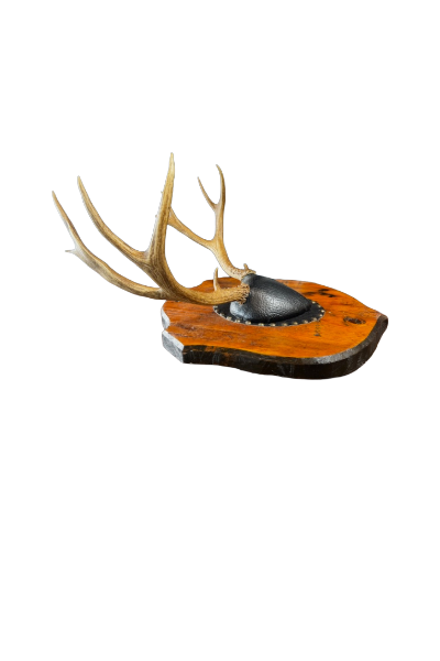 Remove background project-1842.png