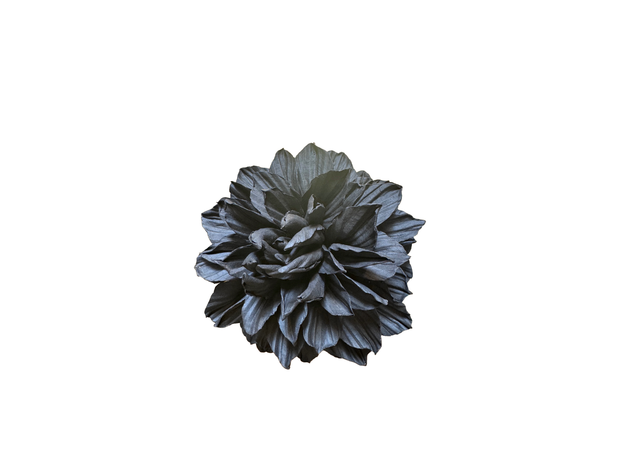 Black Porcelain Dahlia Medium