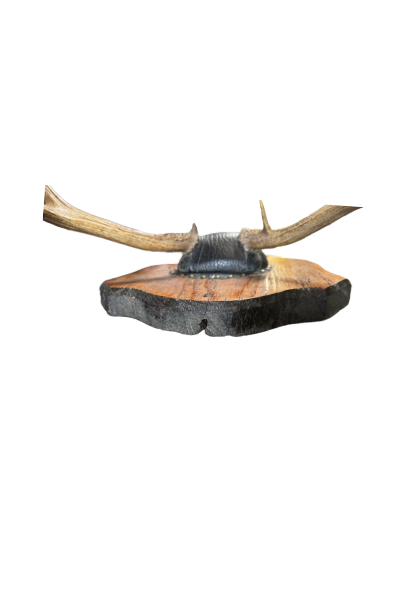 Remove background project-1843.png