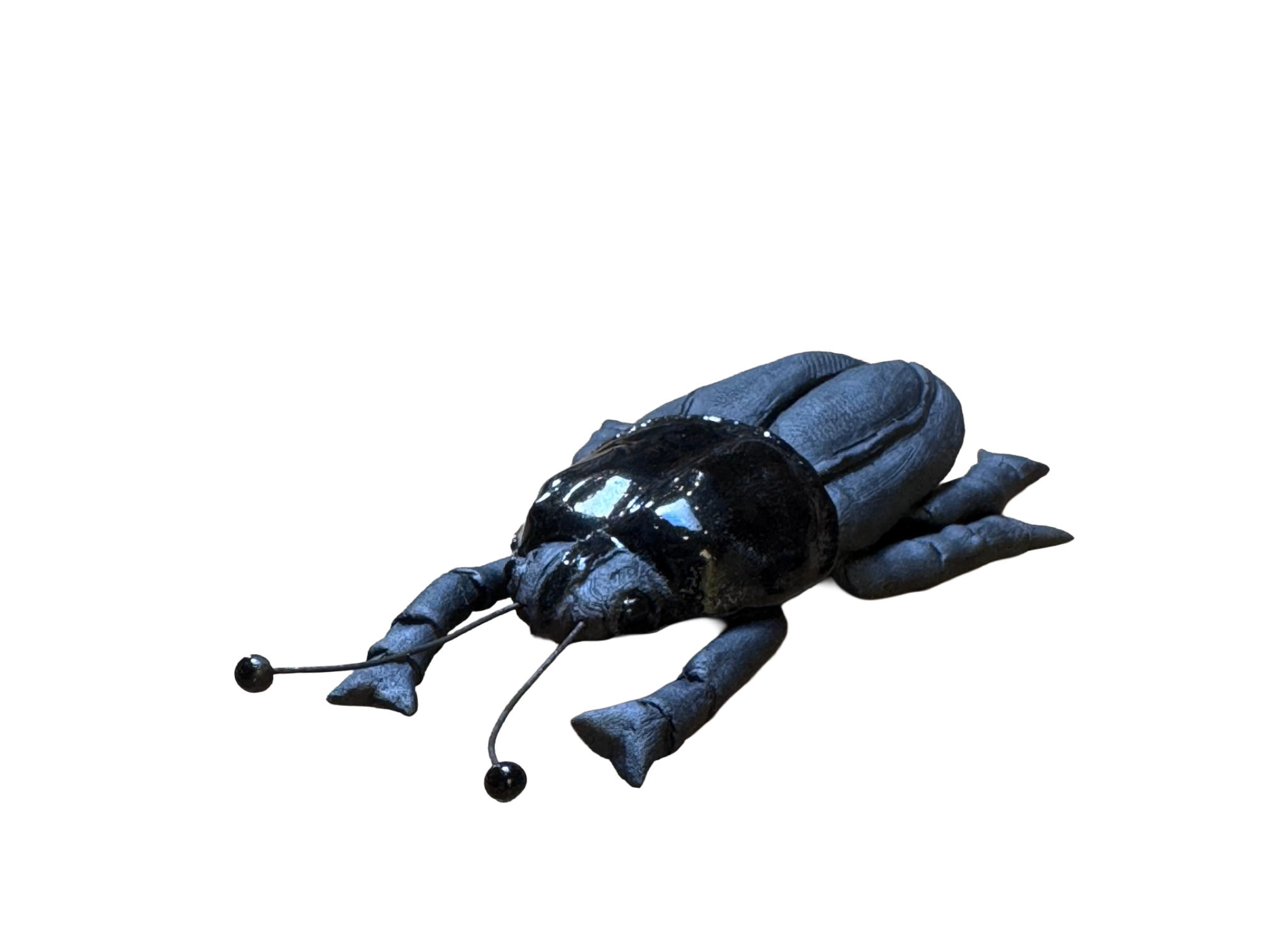 Black Porcelain Beetle 2