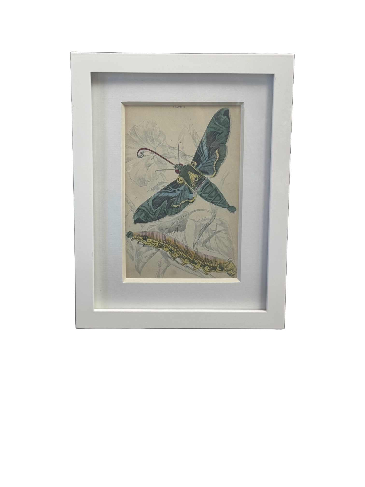 Antique 1880's Moth Print Framed