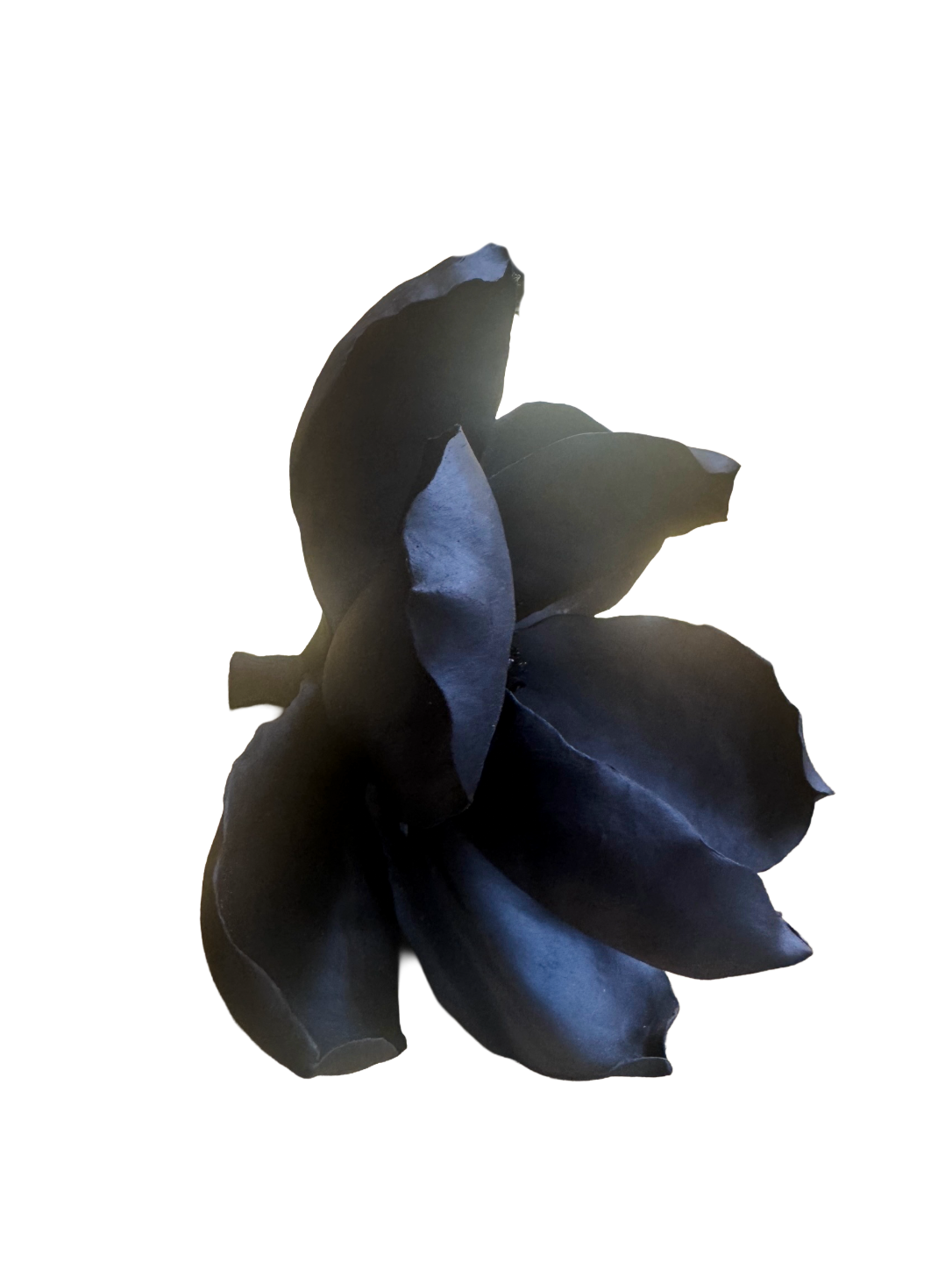 Remove background project - August 12, 2026 at 11.30.40-50.png