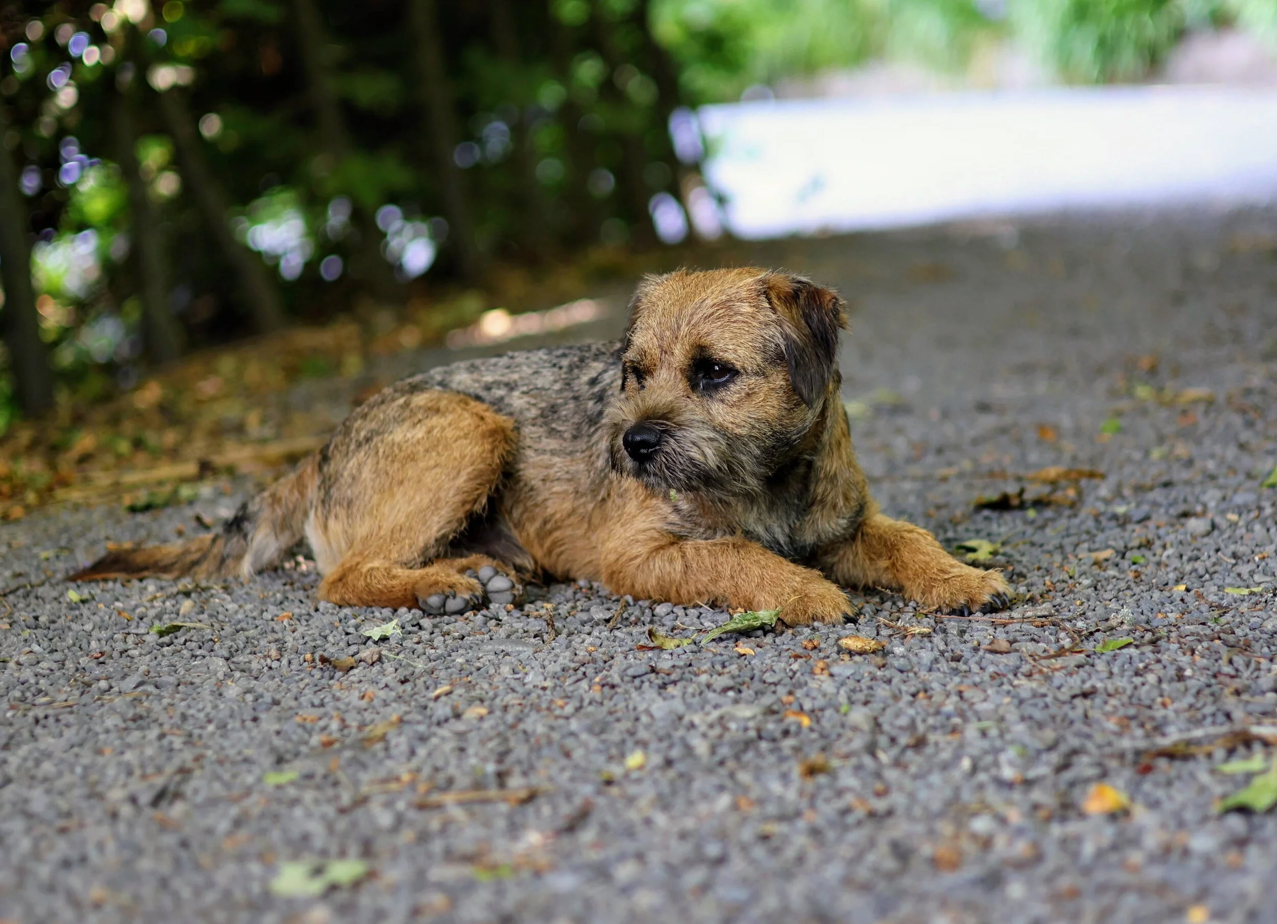 Border Terrier Stud Dog