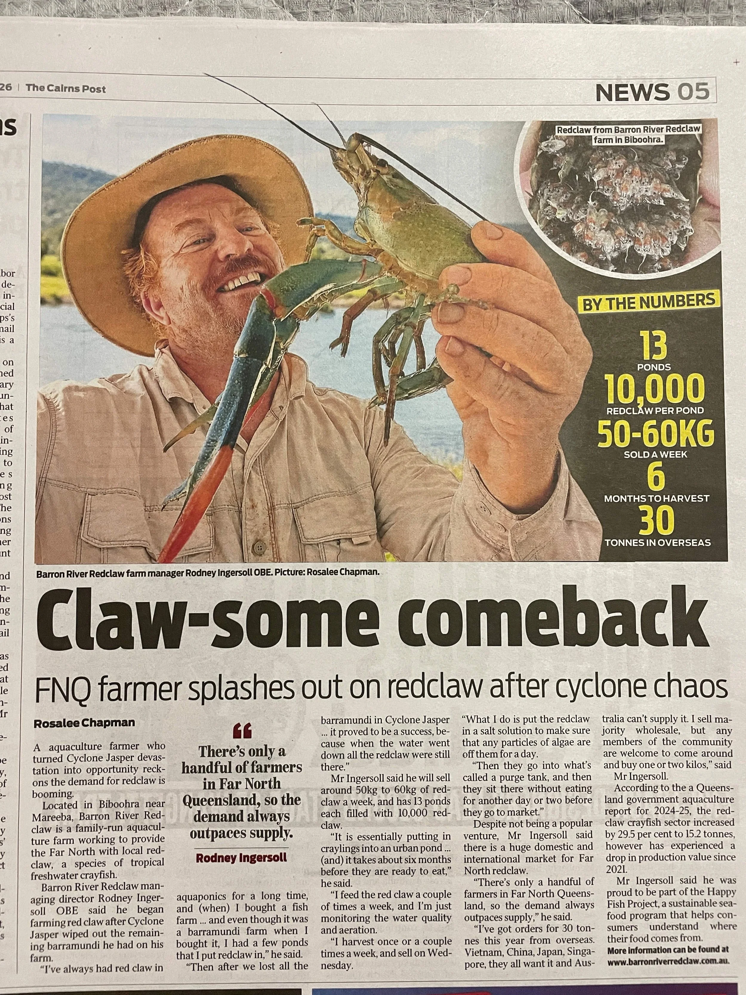 A newspaper page featuring a man holding a large freshwater crayfish (redclaw). The man is smiling and wearing a beige shirt and a wide-brimmed hat. There is a small inset image of a pile of crayfish labeled 'Redclaw from Barron River Redclaw farm in