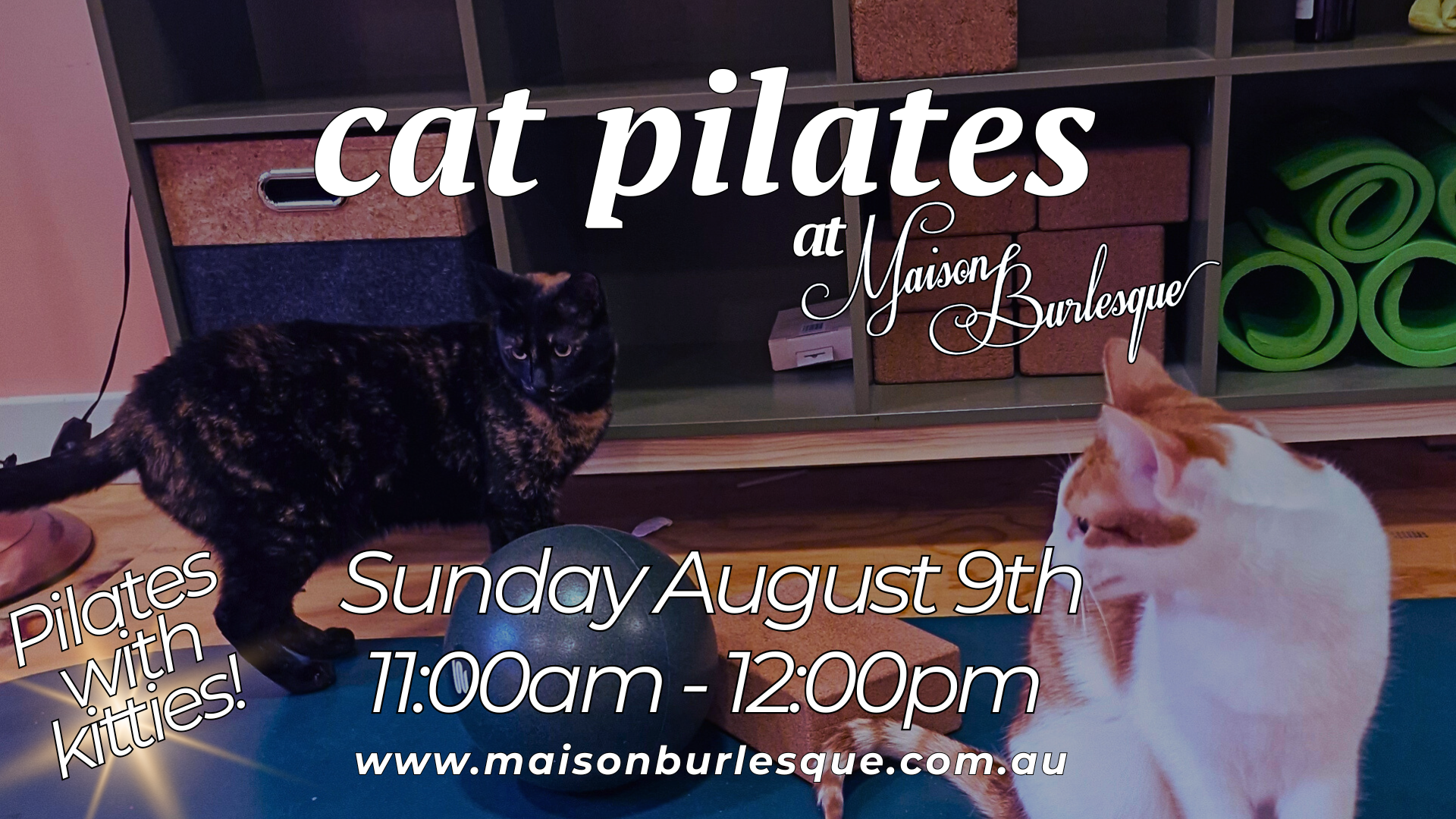 Special Event Casual Class: Cat Pilates (Pilates with Kitties!)