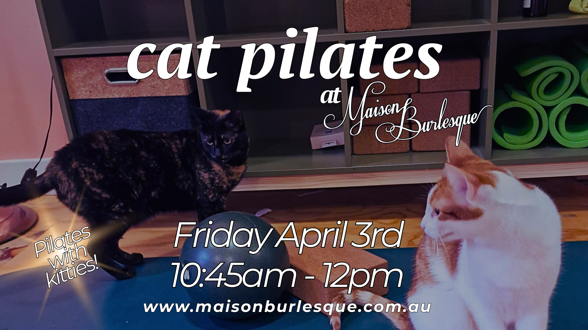 Special Event Casual Class: Cat Pilates (Pilates with Kitties!)