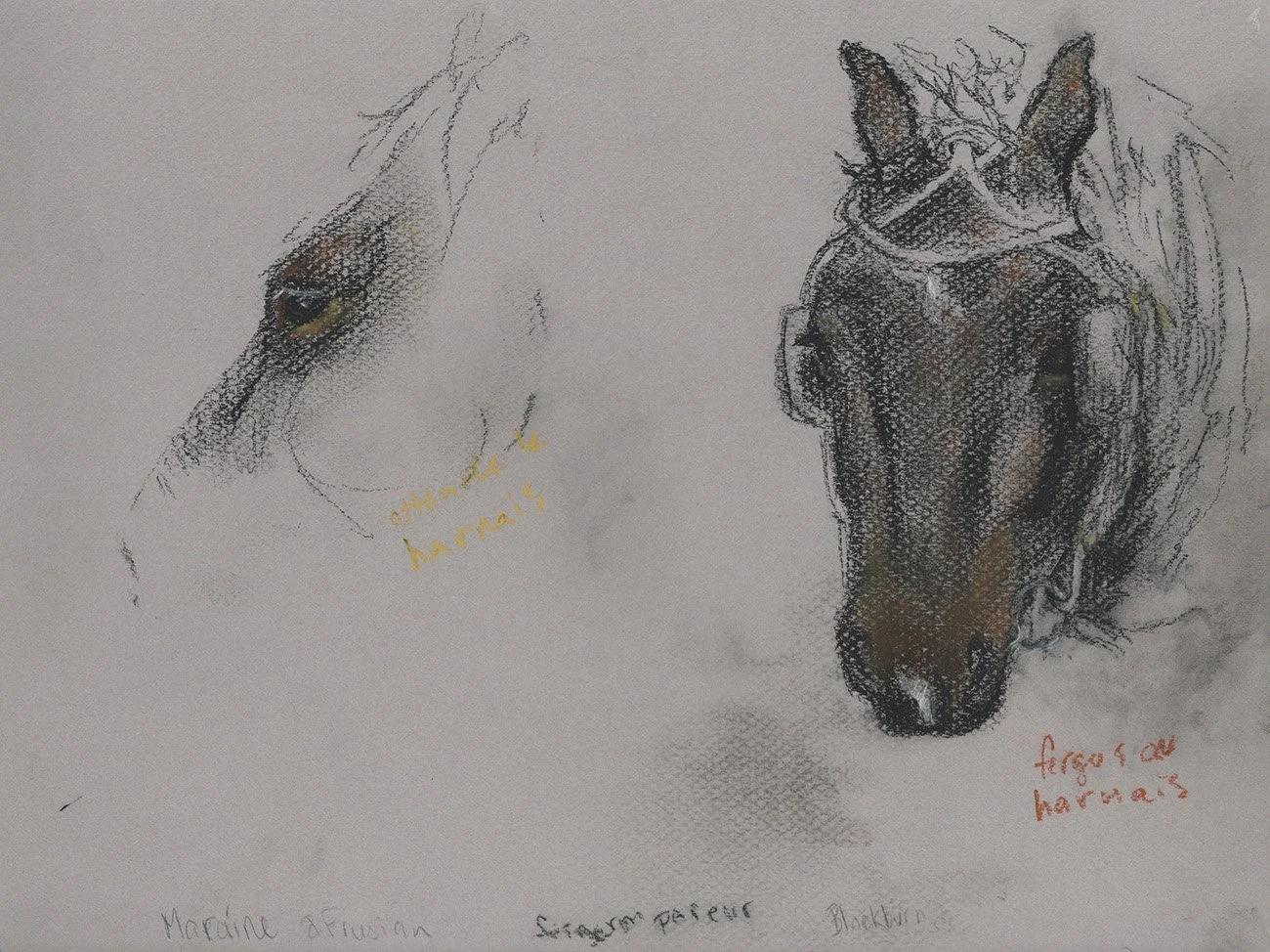 fergus au harnais, chalk pastel, 2025
