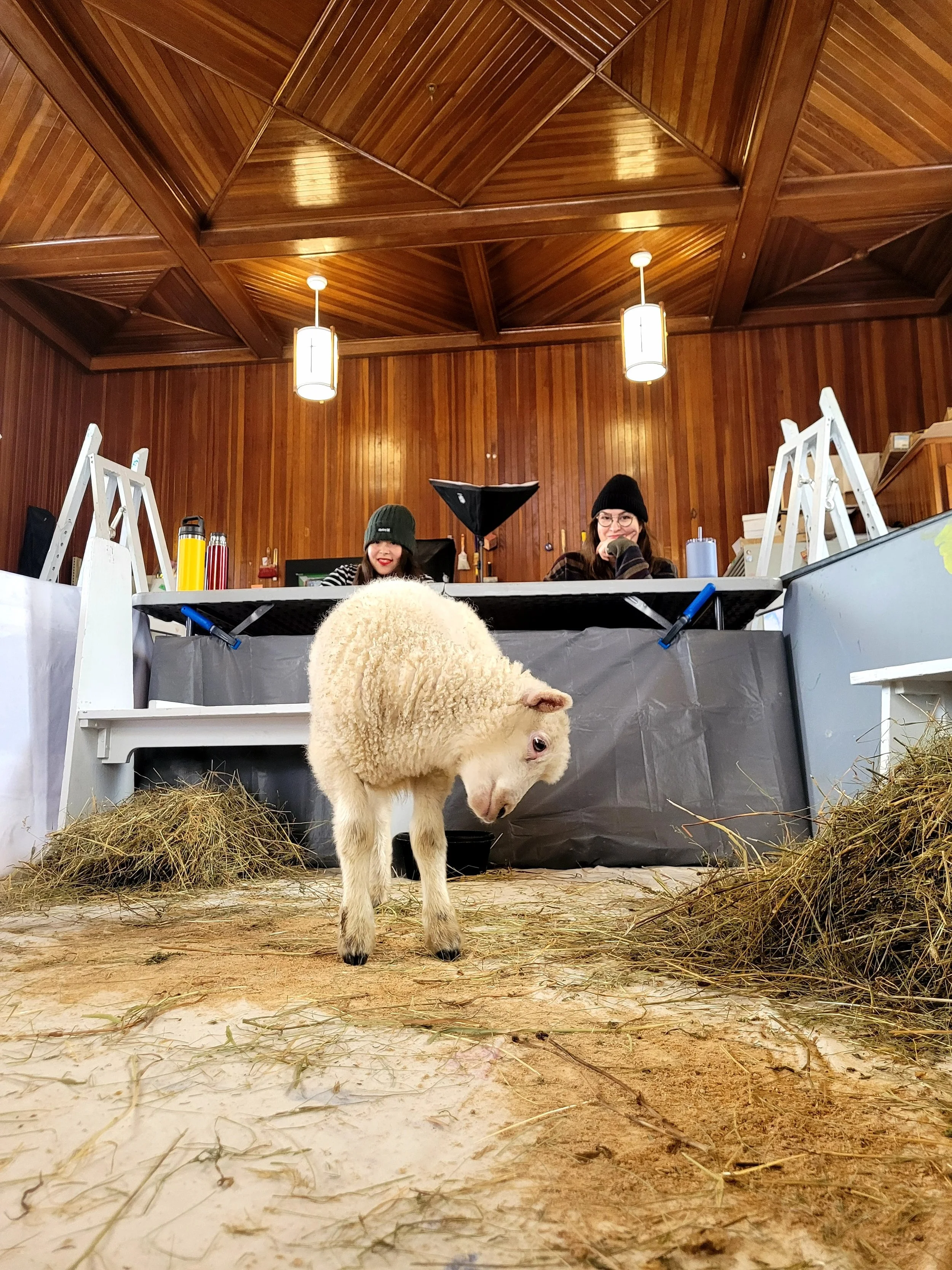 Meringue posing for 4-legged life drawing. 