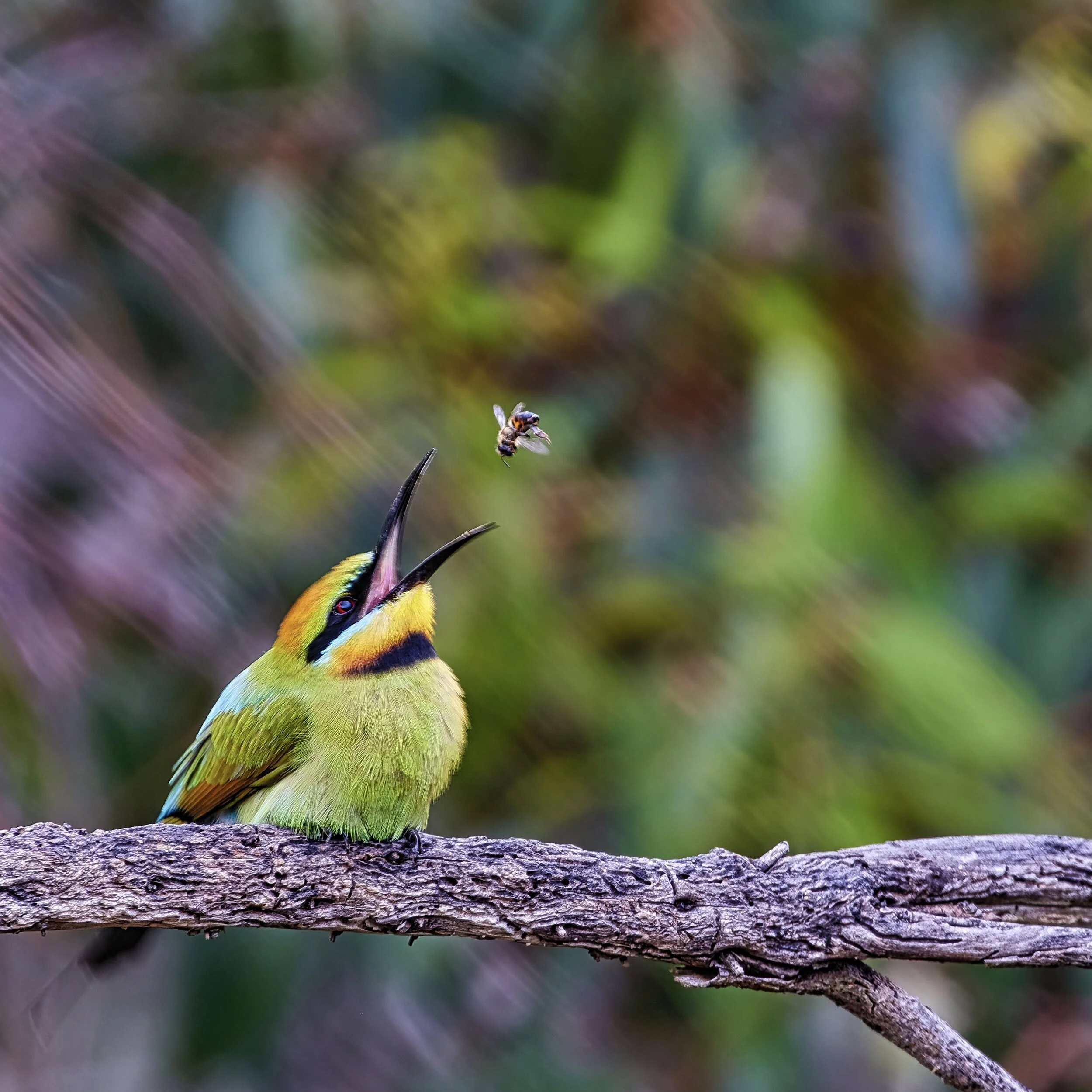 Rainbow-Bee Eater