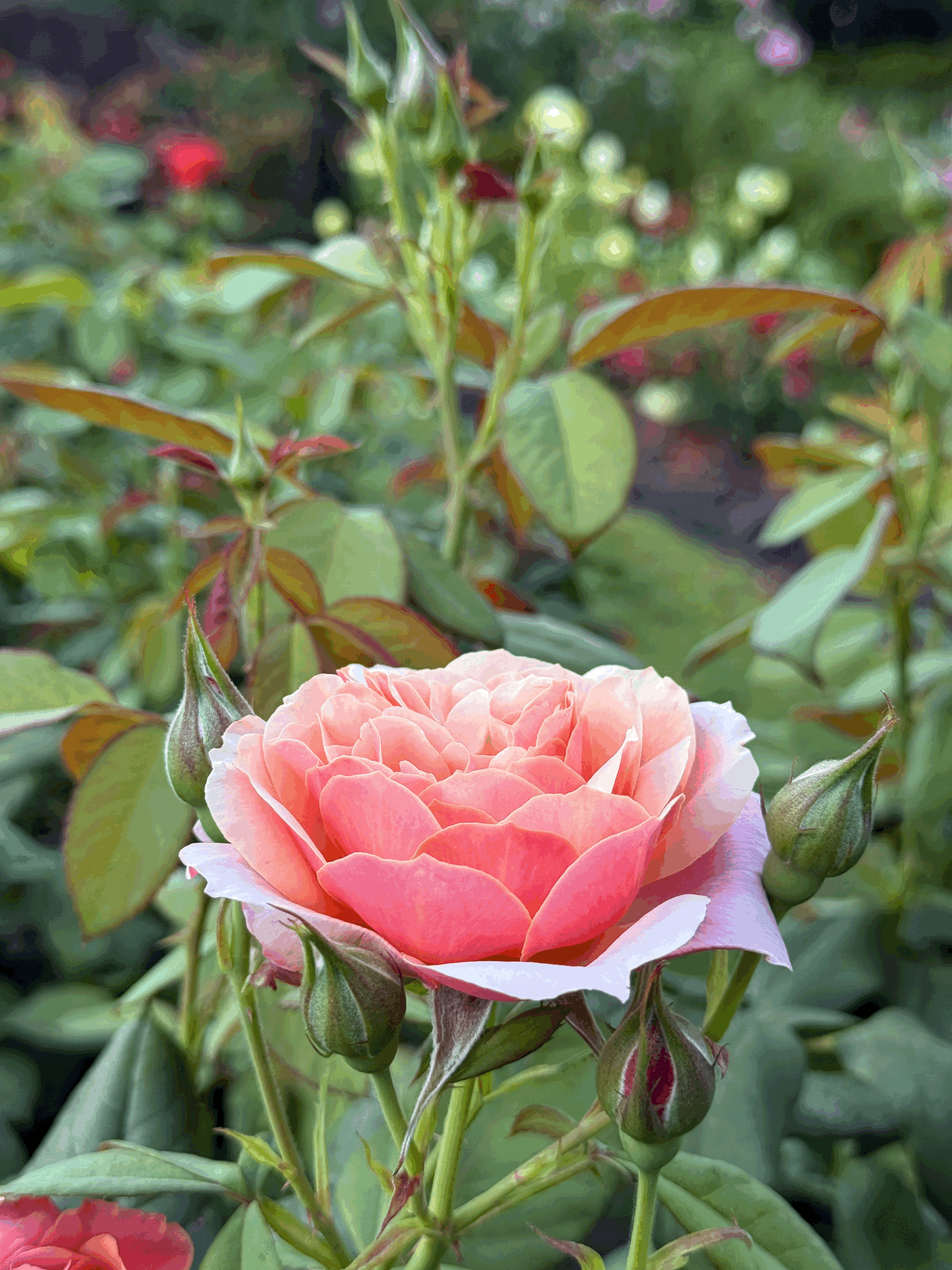 Nectar of the Bees Facial Spray