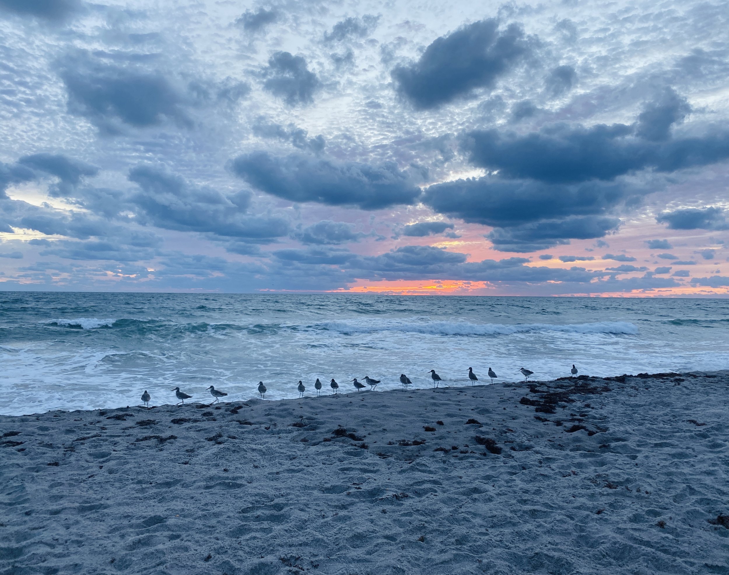 Tuesday's sunrise with some friends