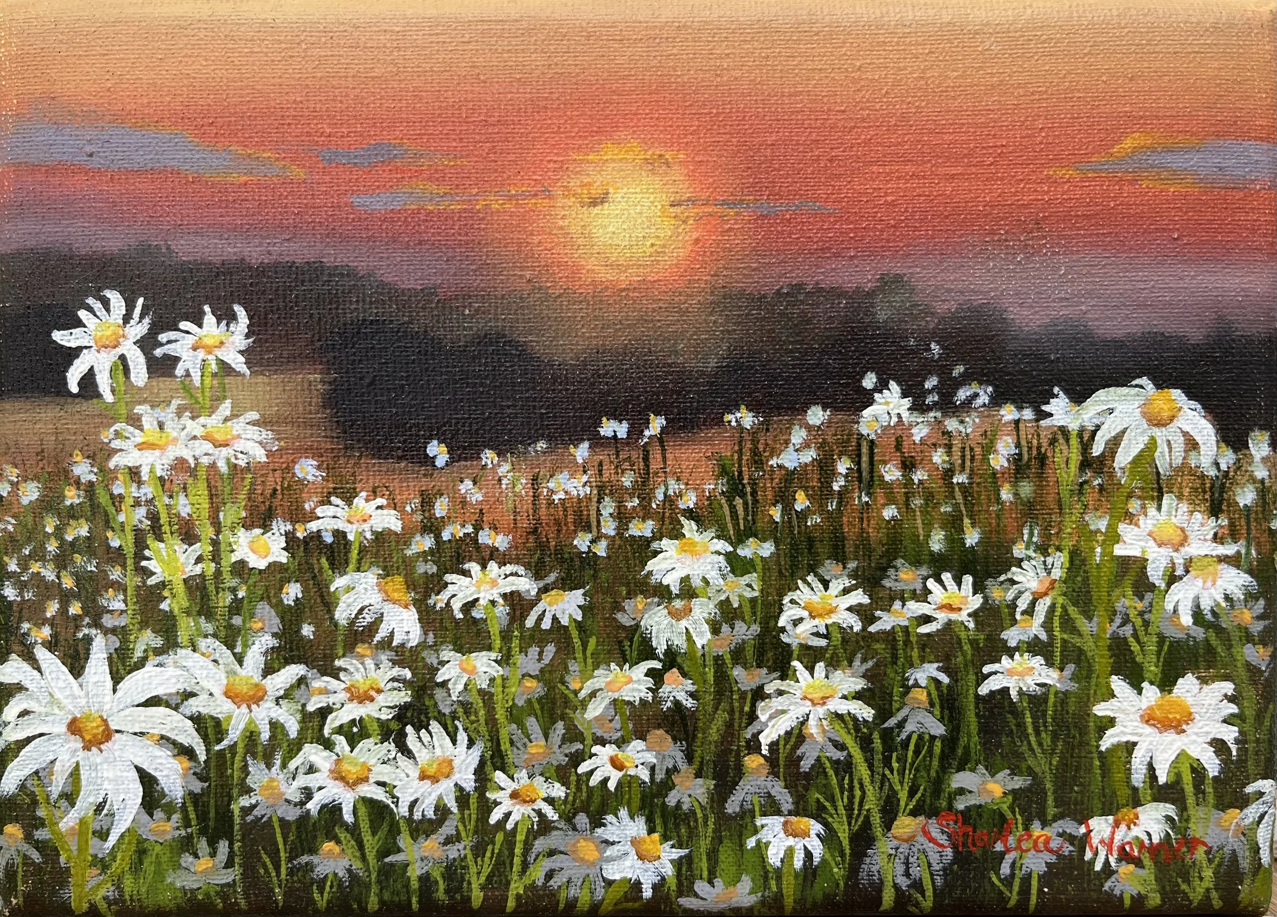 Daisy Sunset - 13 x 18 cm - Oil on canvas - $100
